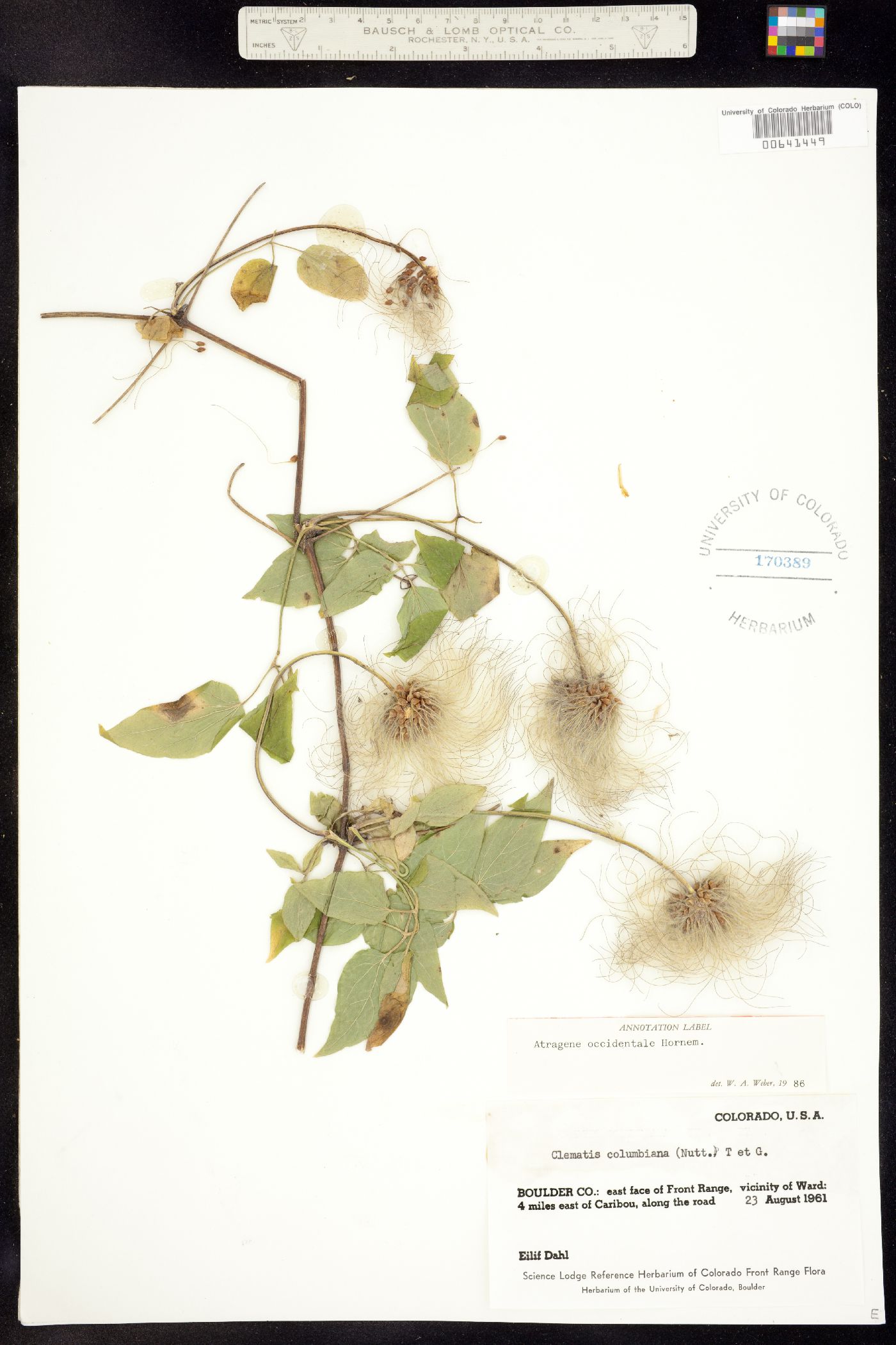 Atragene occidentalis image