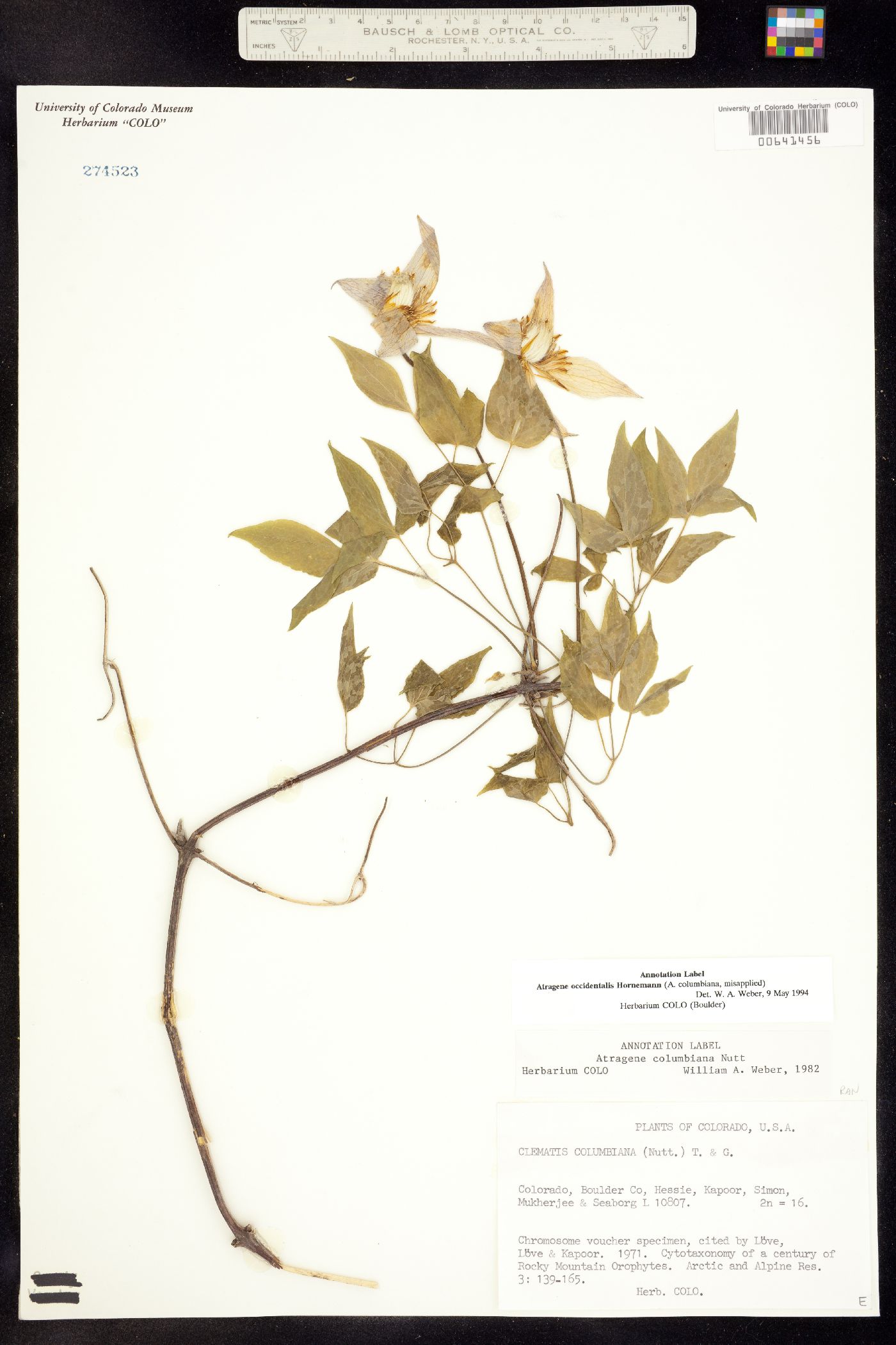 Atragene occidentalis image