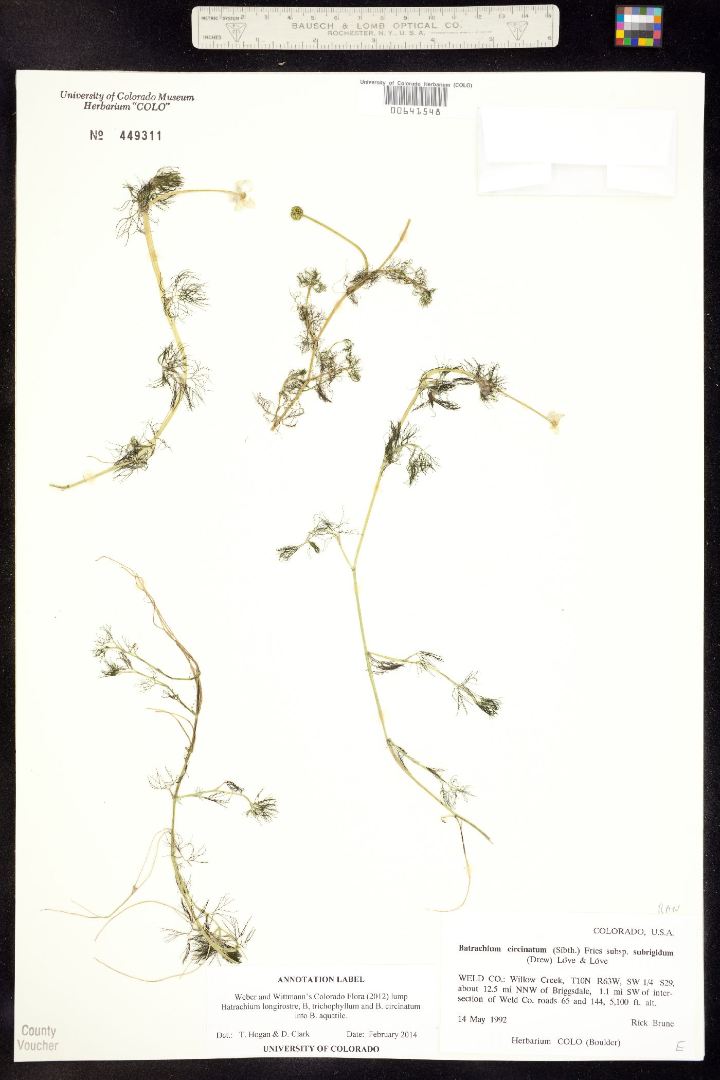 Ranunculus aquatilis image