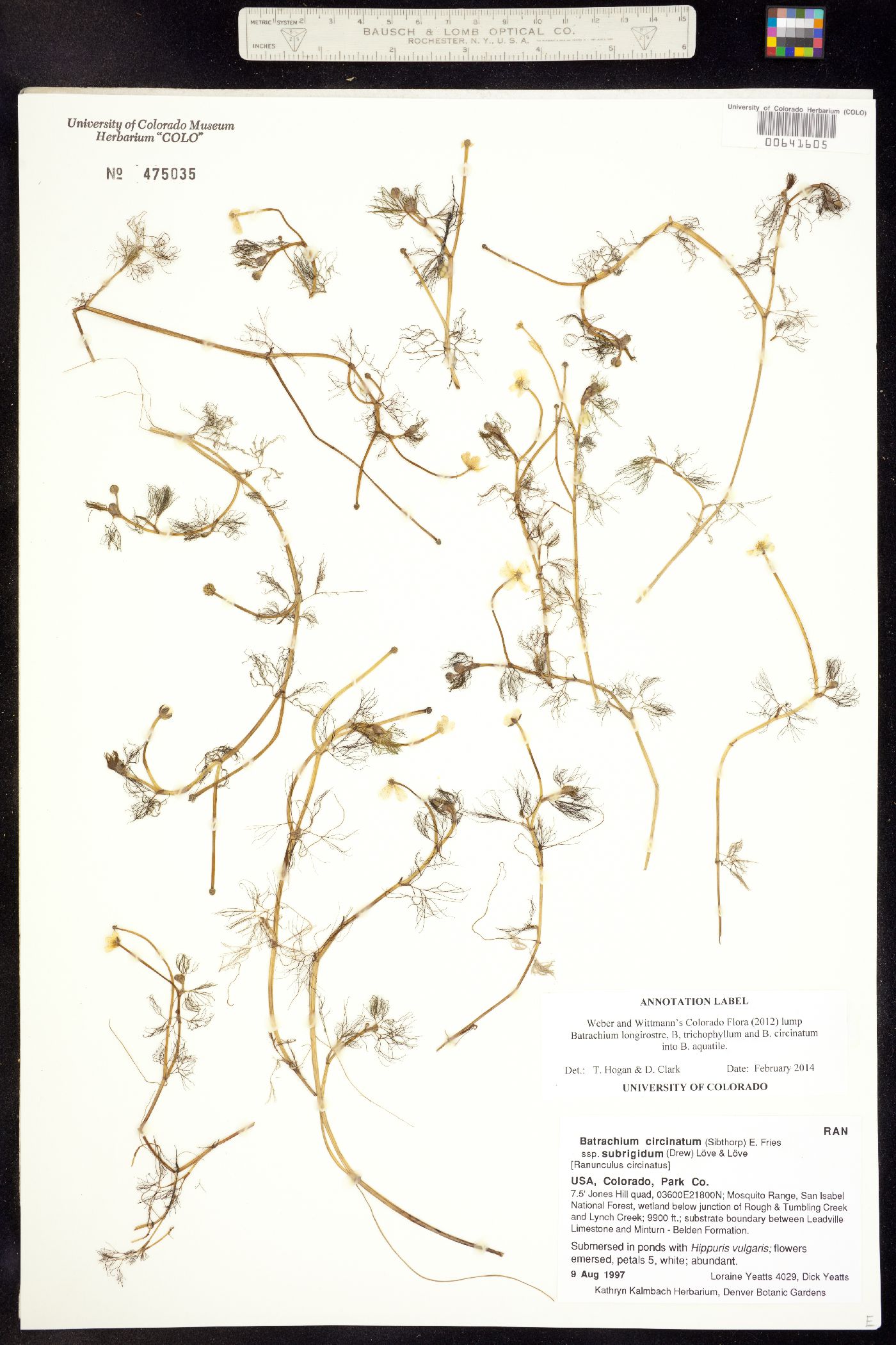 Ranunculus aquatilis var. aquatilis image
