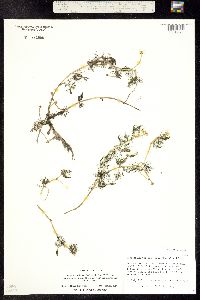 Ranunculus aquatilis var. aquatilis image