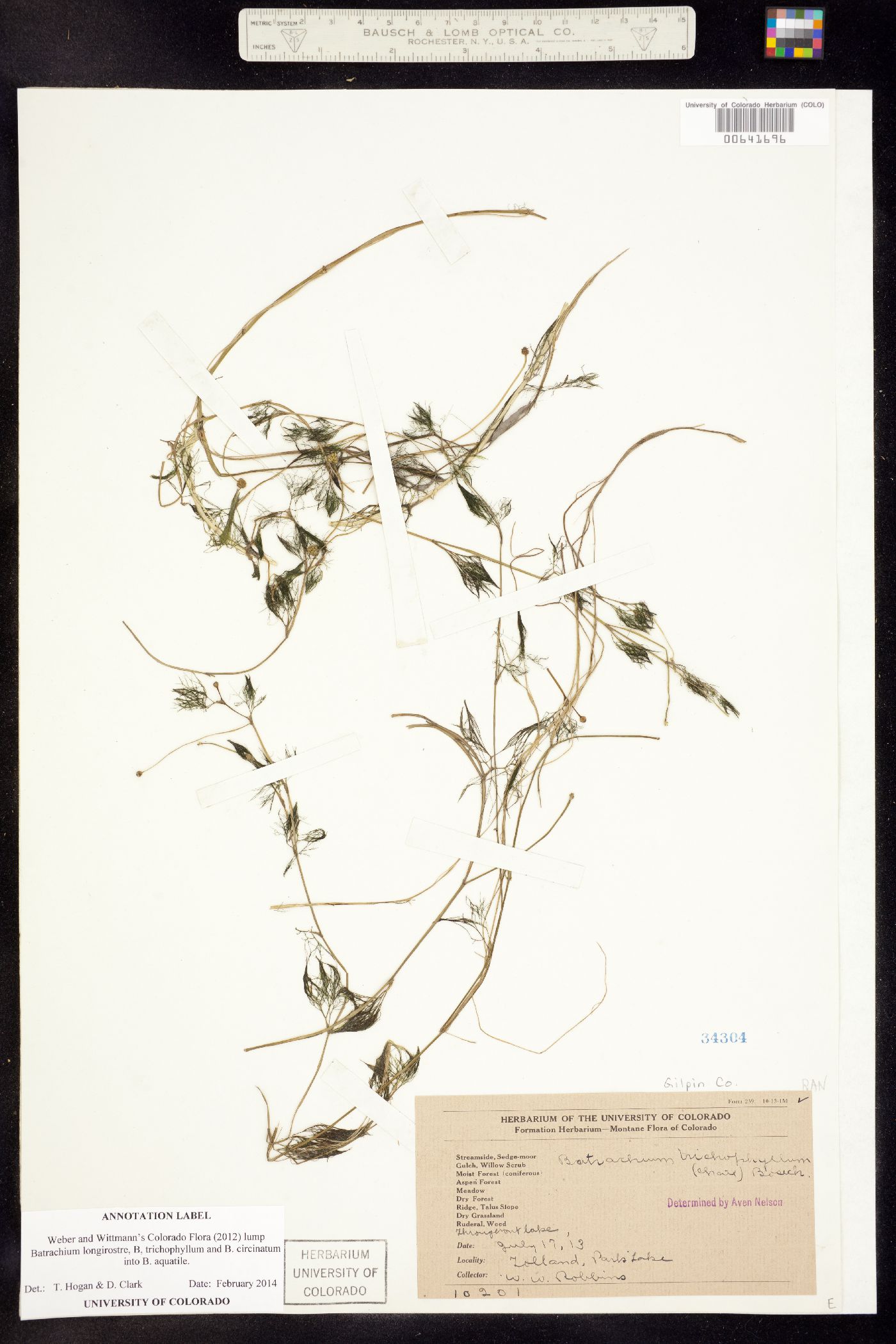 Ranunculus aquatilis image