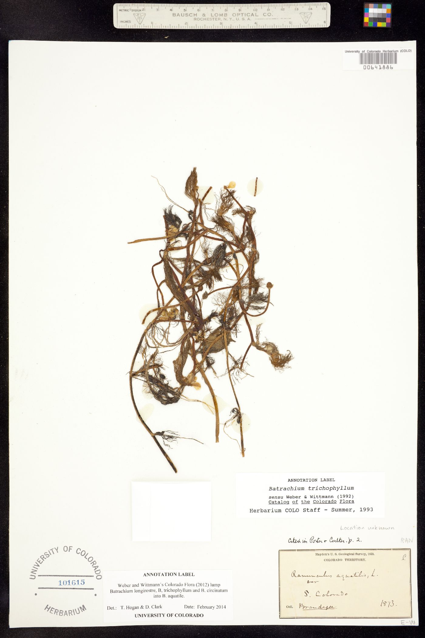 Batrachium image