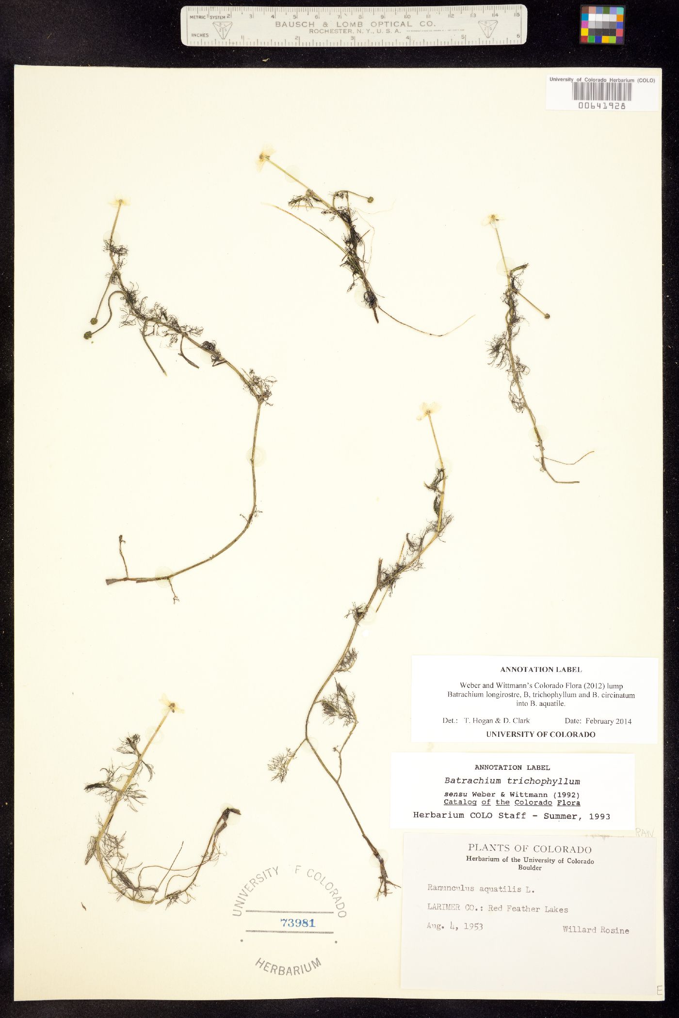 Batrachium image