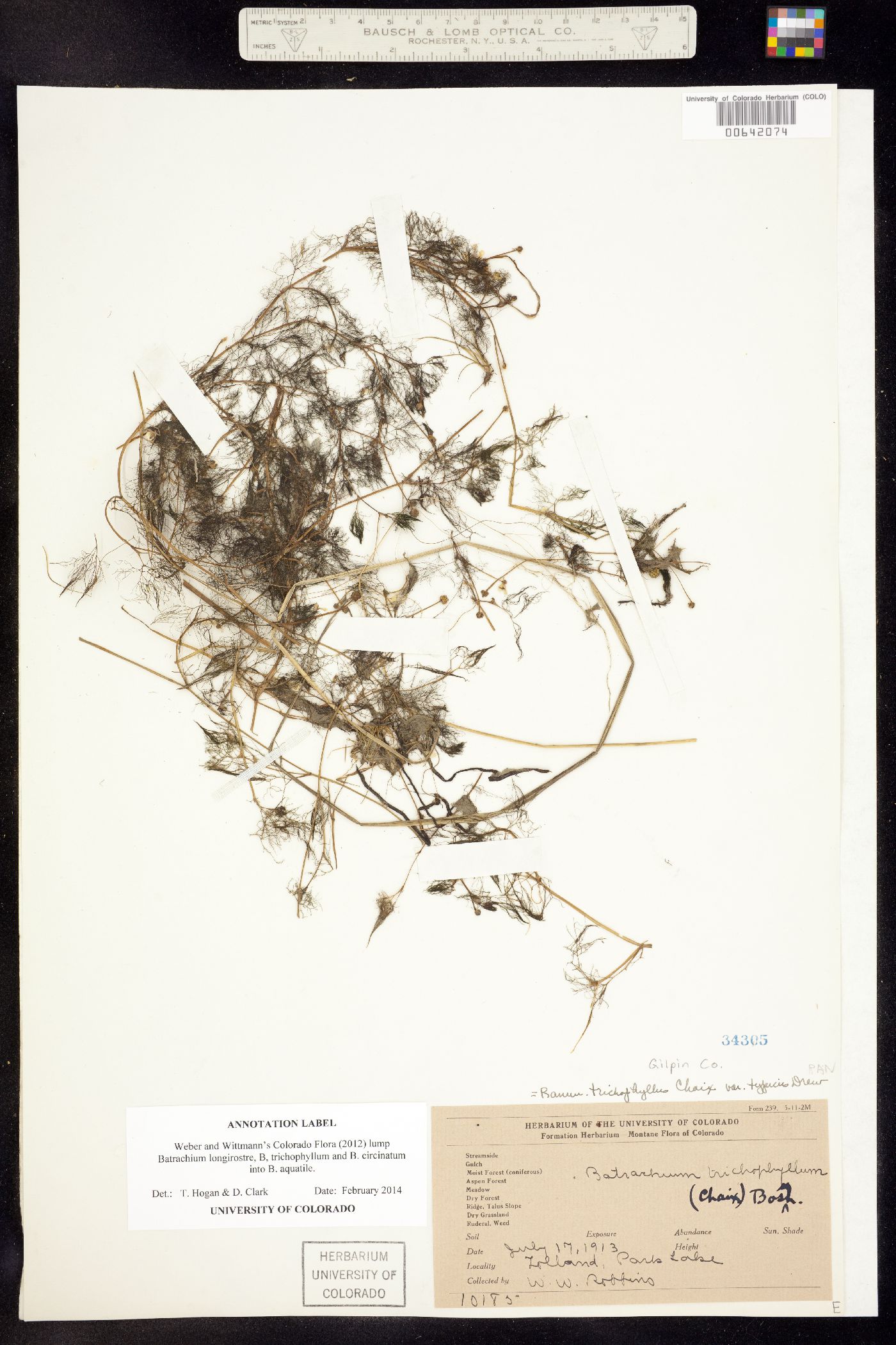 Ranunculus aquatilis image