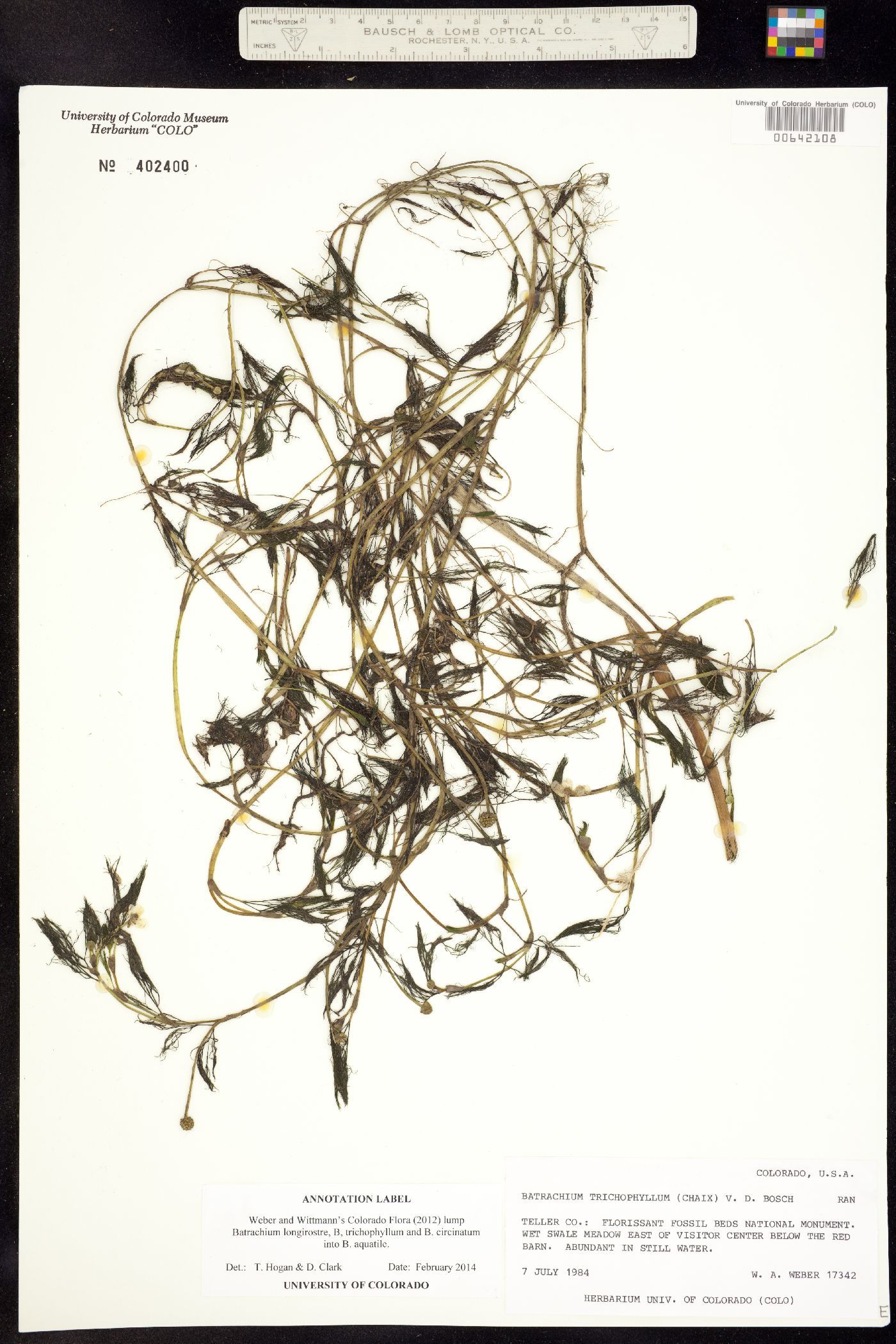 Ranunculus aquatilis var. aquatilis image
