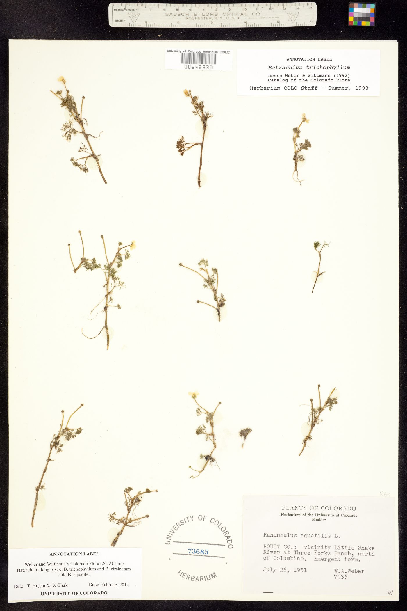 Ranunculus aquatilis var. aquatilis image