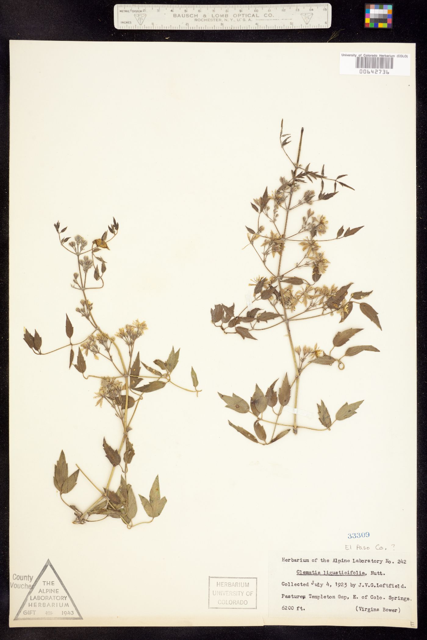 Clematis ligusticifolia image