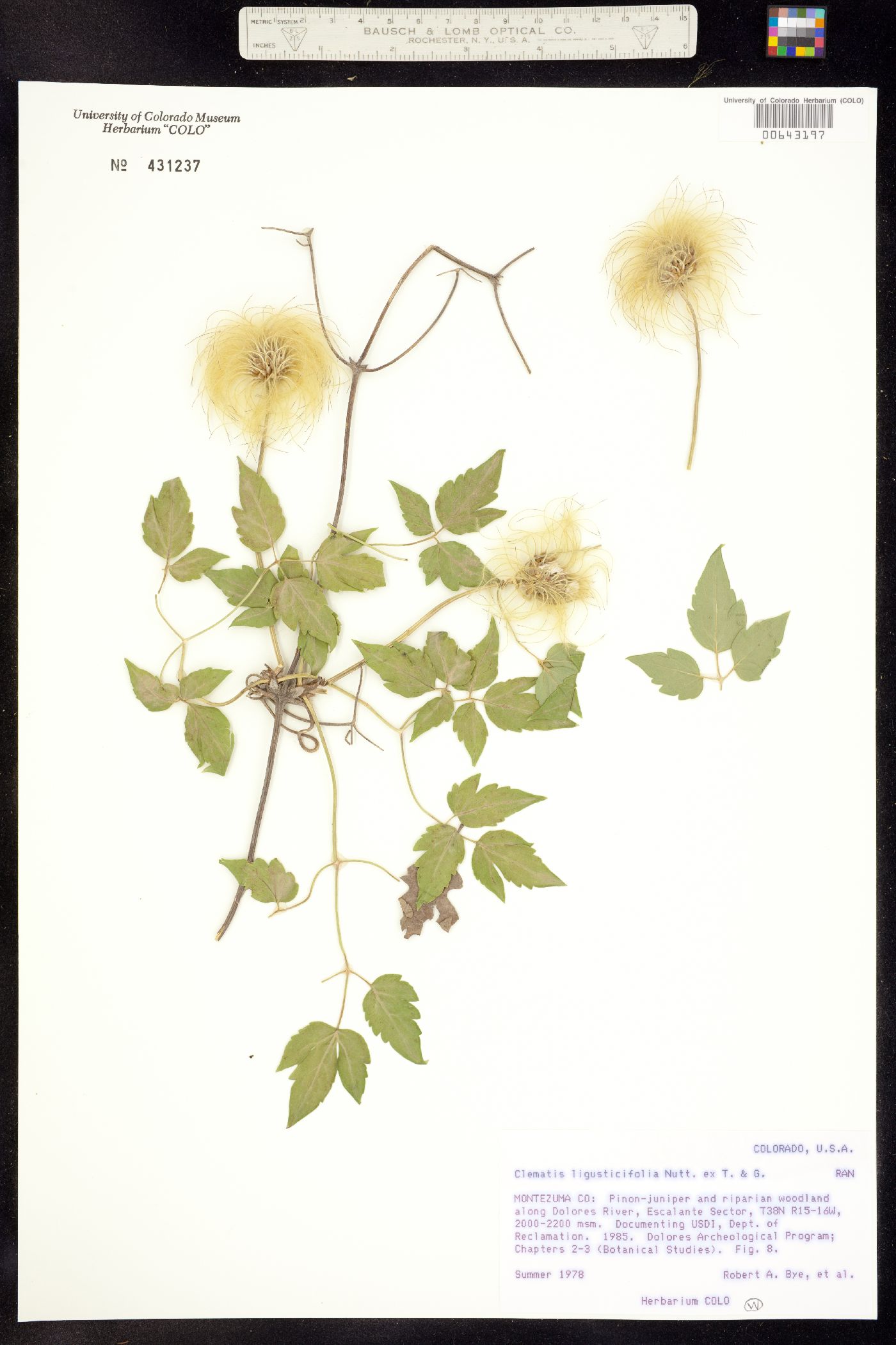 Clematis orientalis image