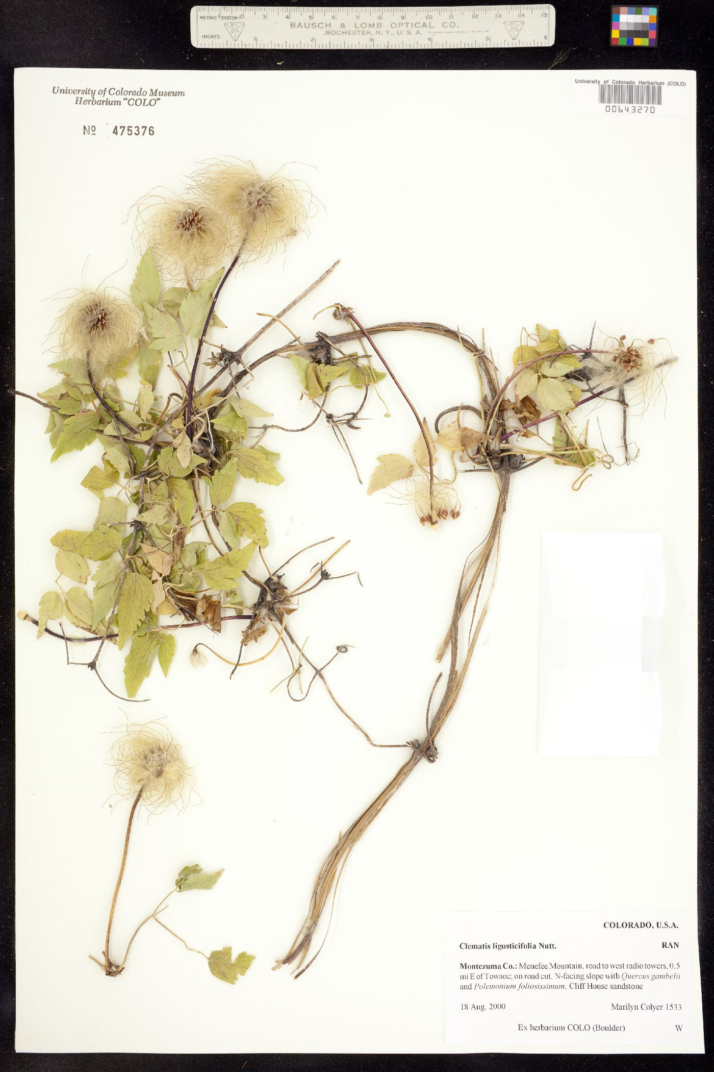 Clematis orientalis image