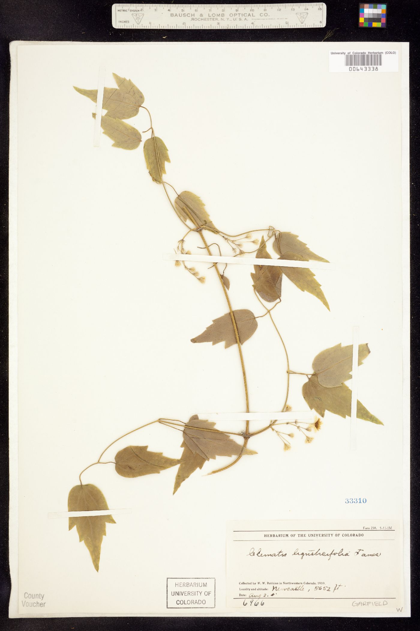Clematis ligusticifolia image