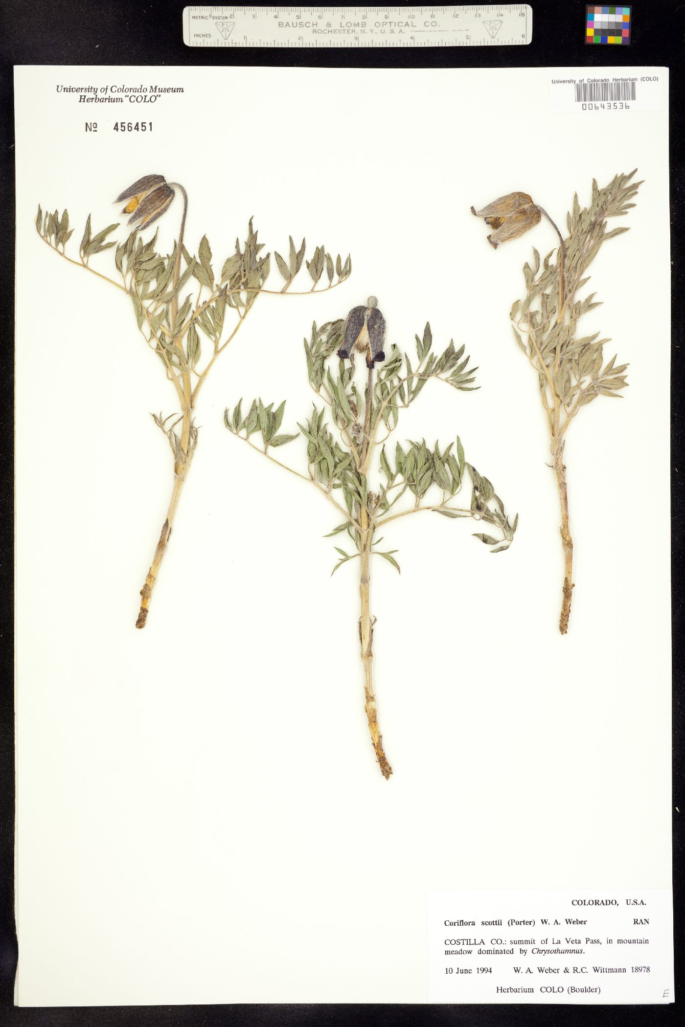 Coriflora scottii image