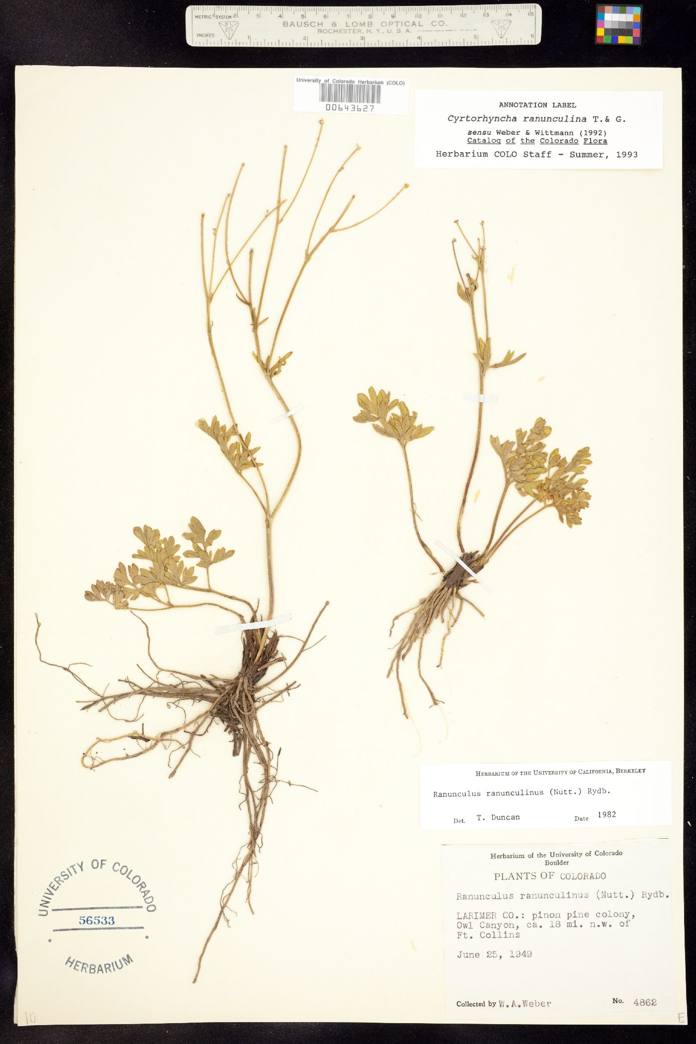 Ranunculus ranunculinus image