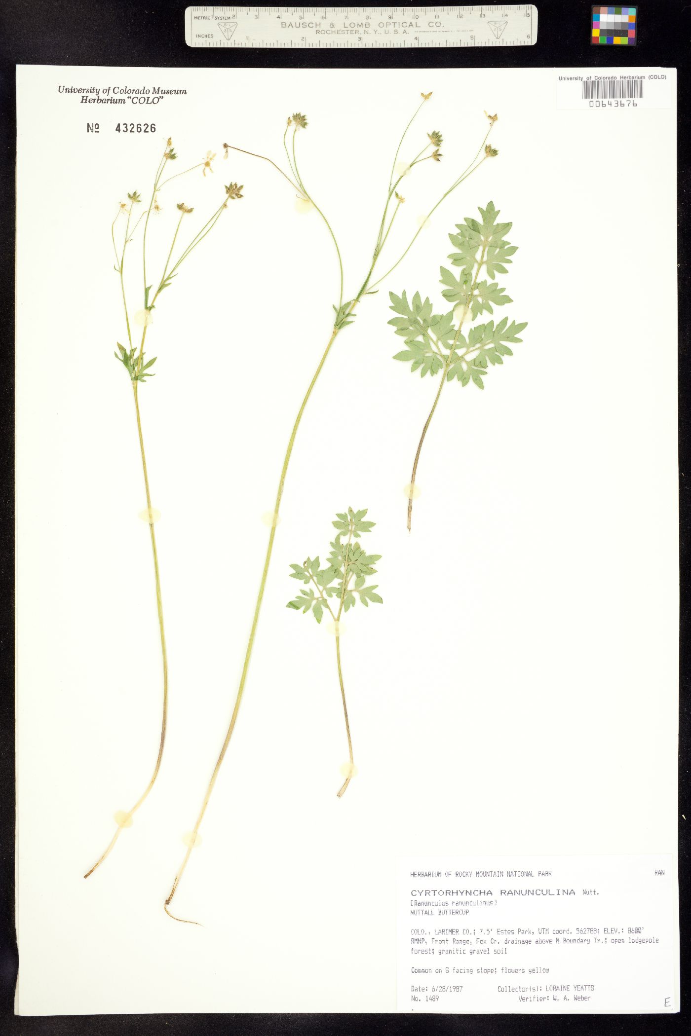 Ranunculus ranunculinus image