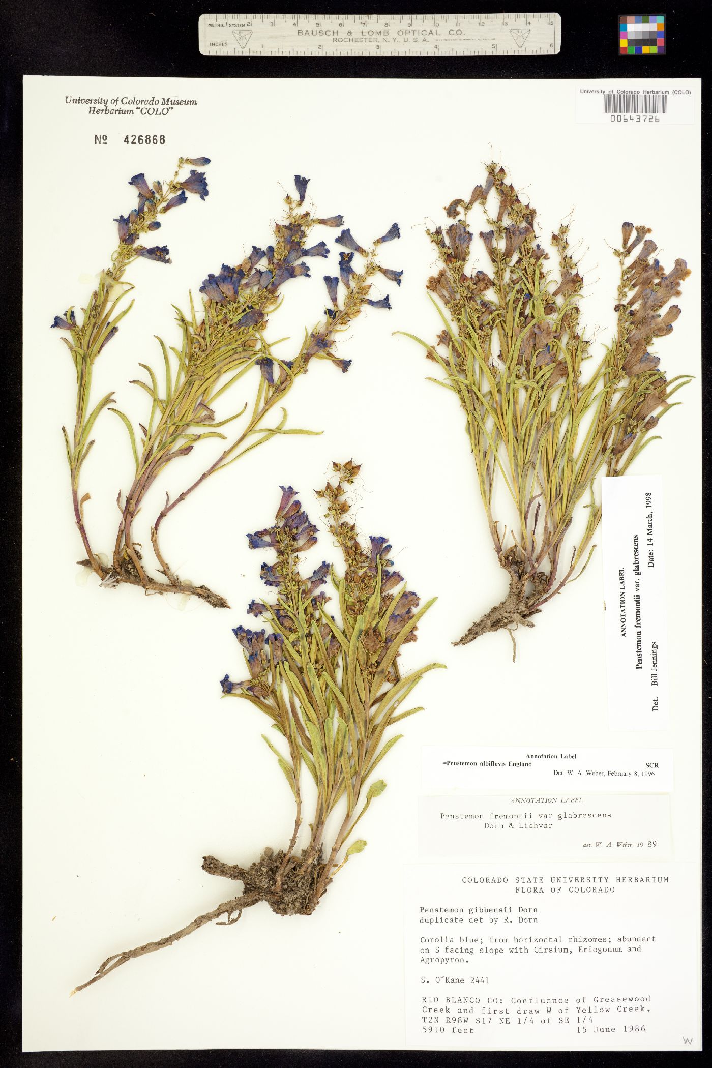 Penstemon fremontii image