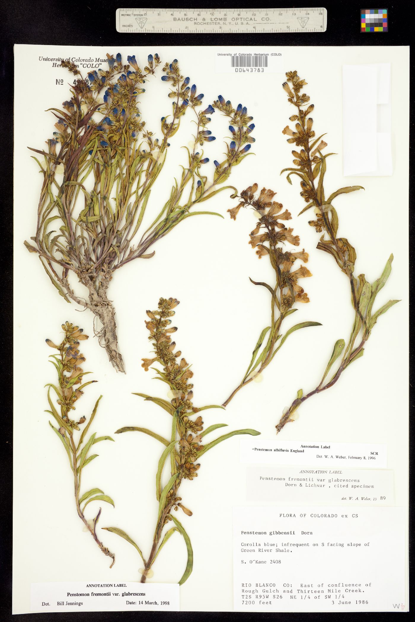 Penstemon fremontii image