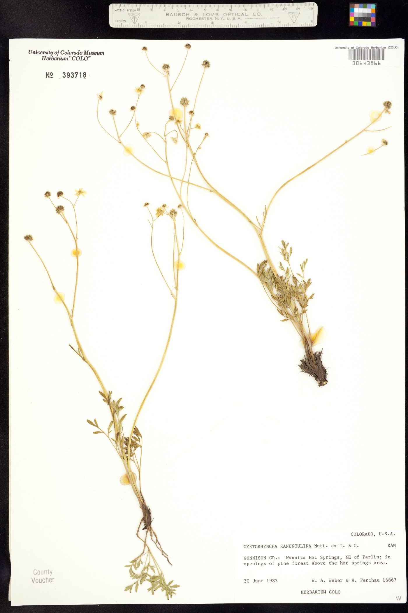 Ranunculus ranunculinus image