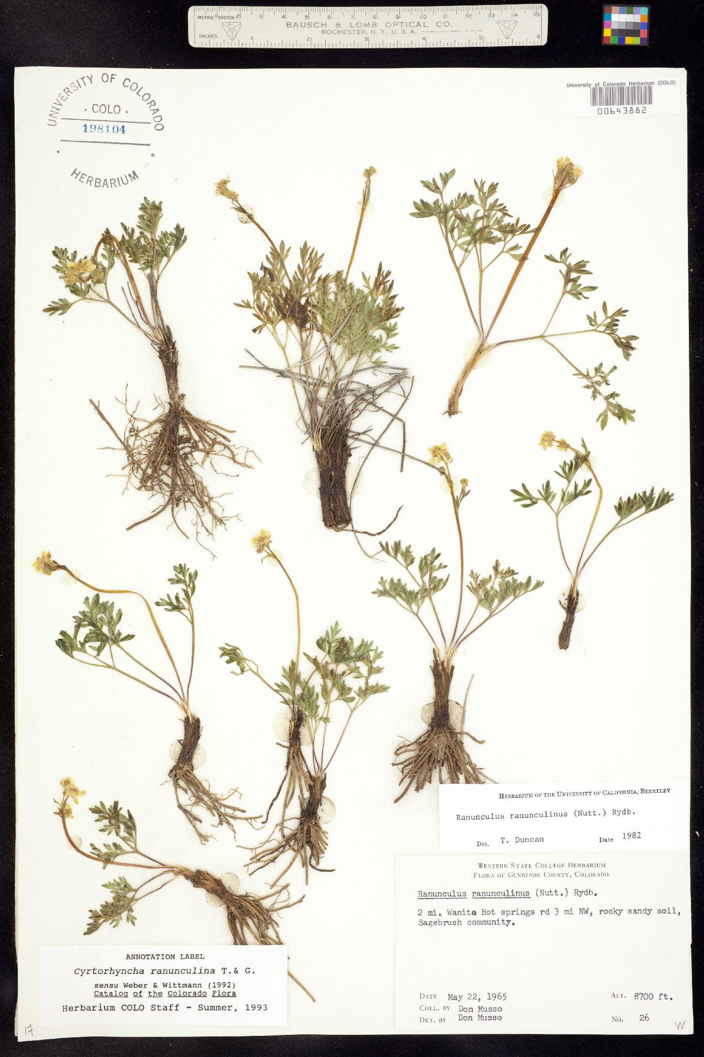 Cyrtorhyncha image