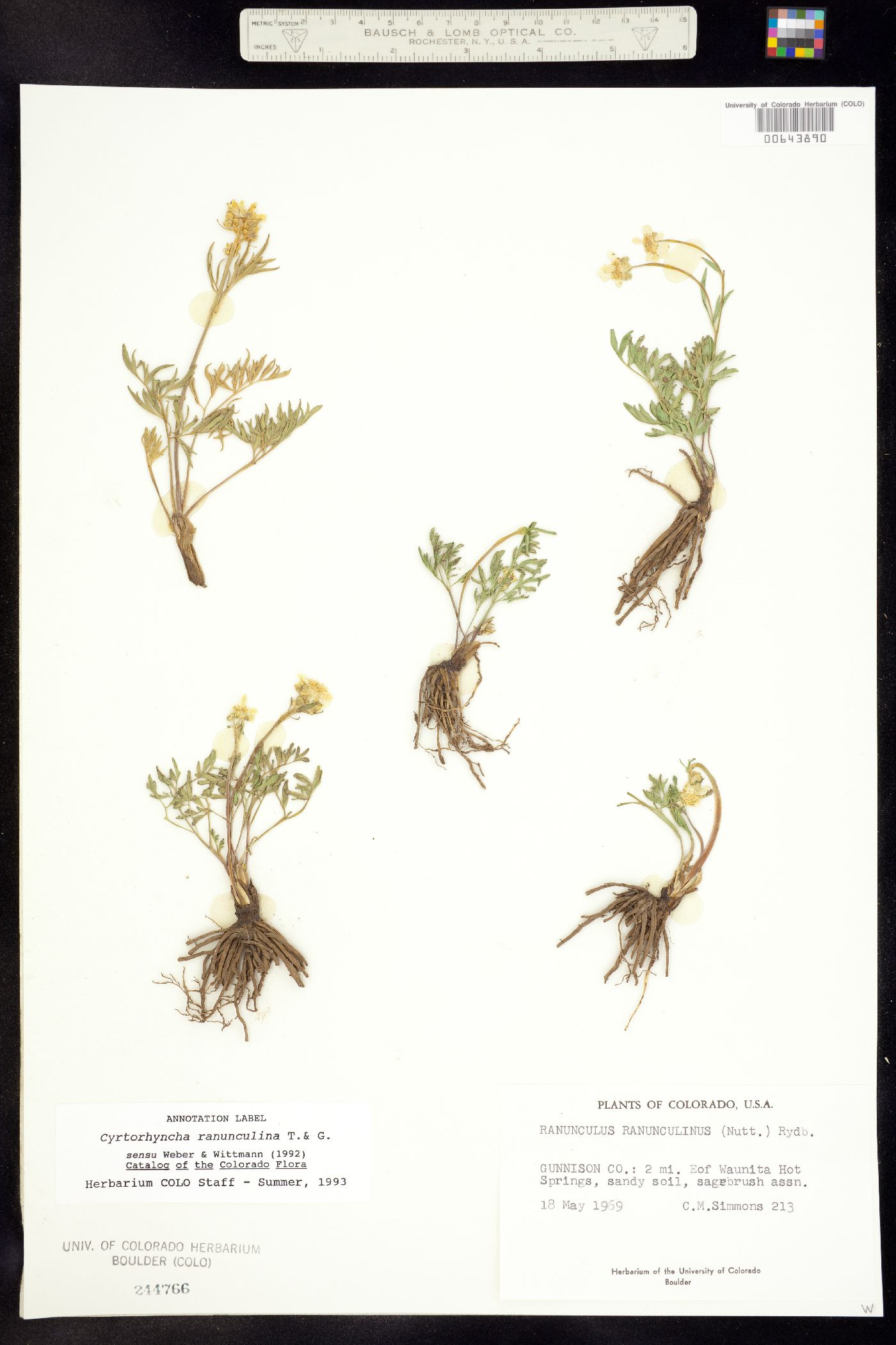 Ranunculus ranunculinus image