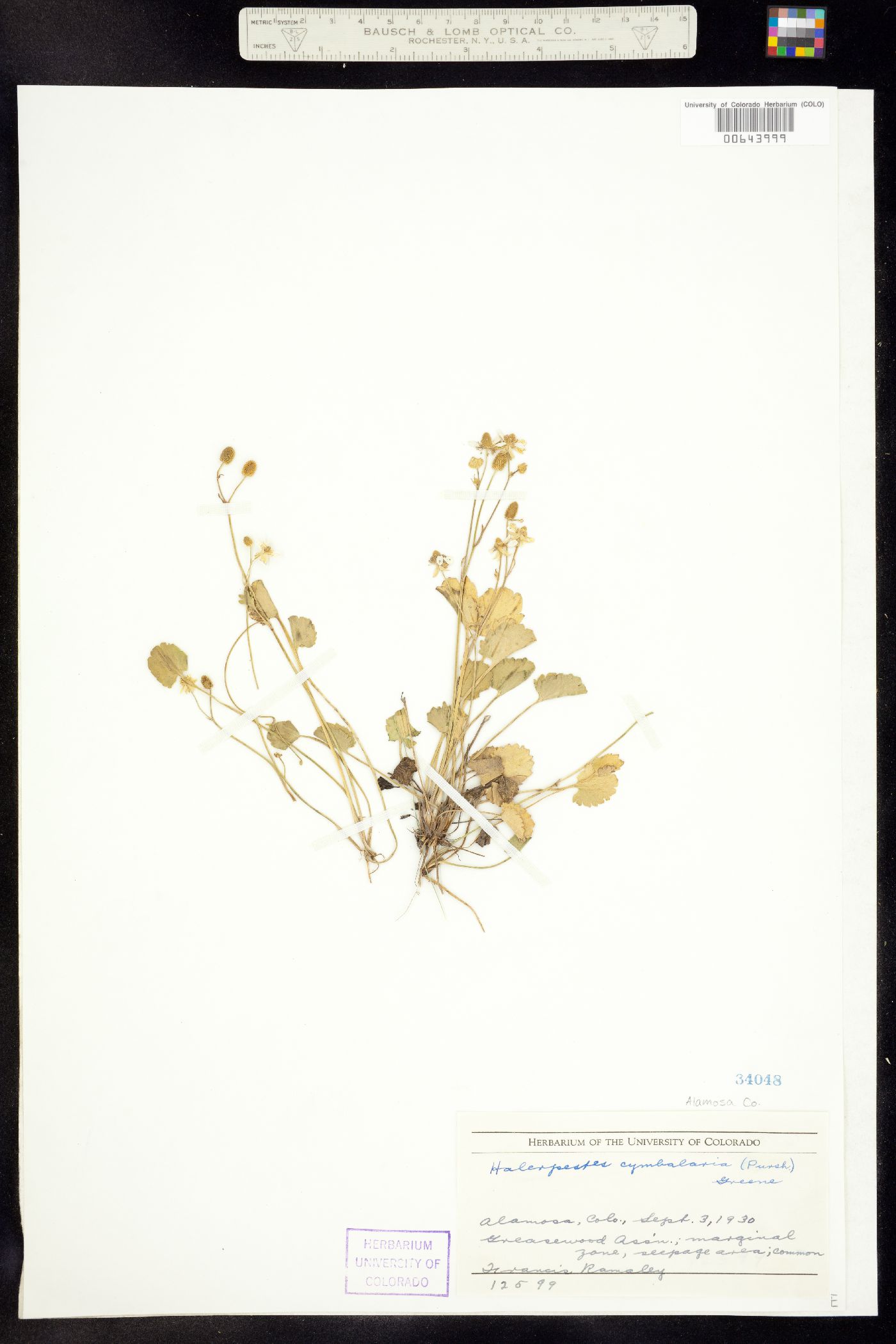 Ranunculus cymbalaria image