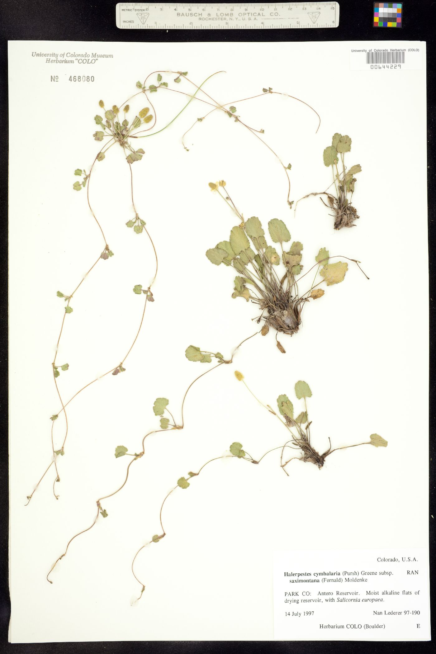 Ranunculus cymbalaria image