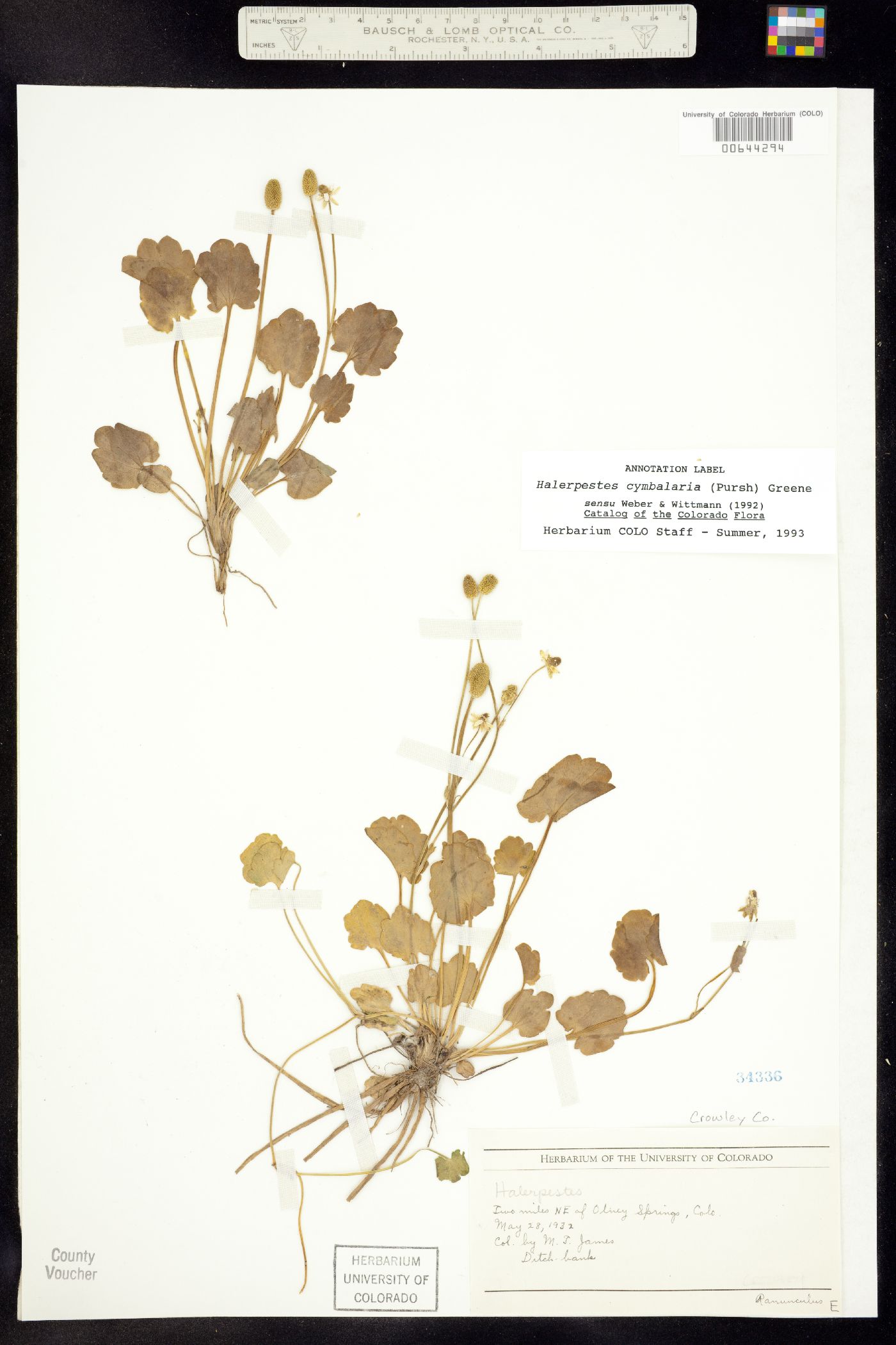 Ranunculus cymbalaria image