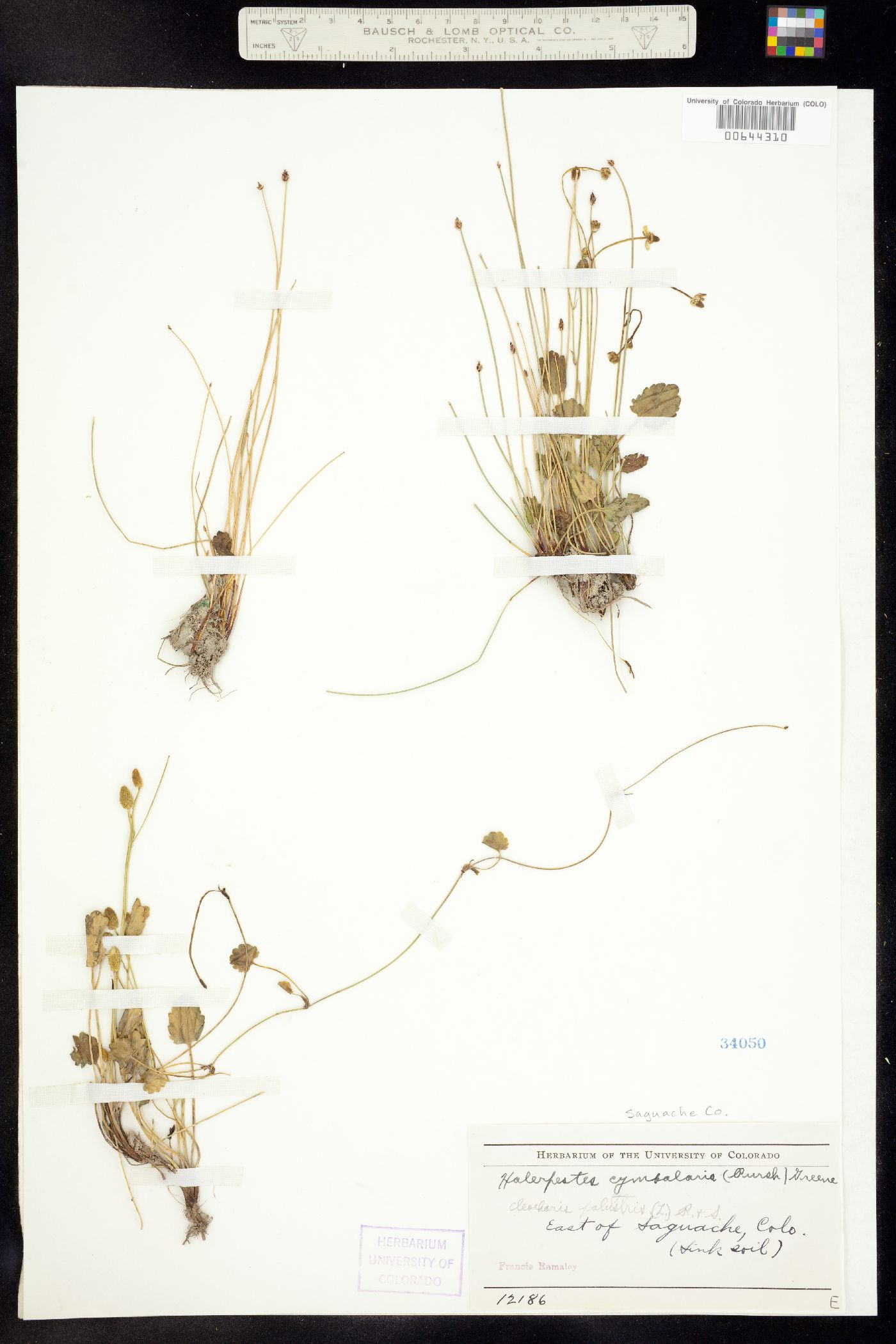 Ranunculus cymbalaria image