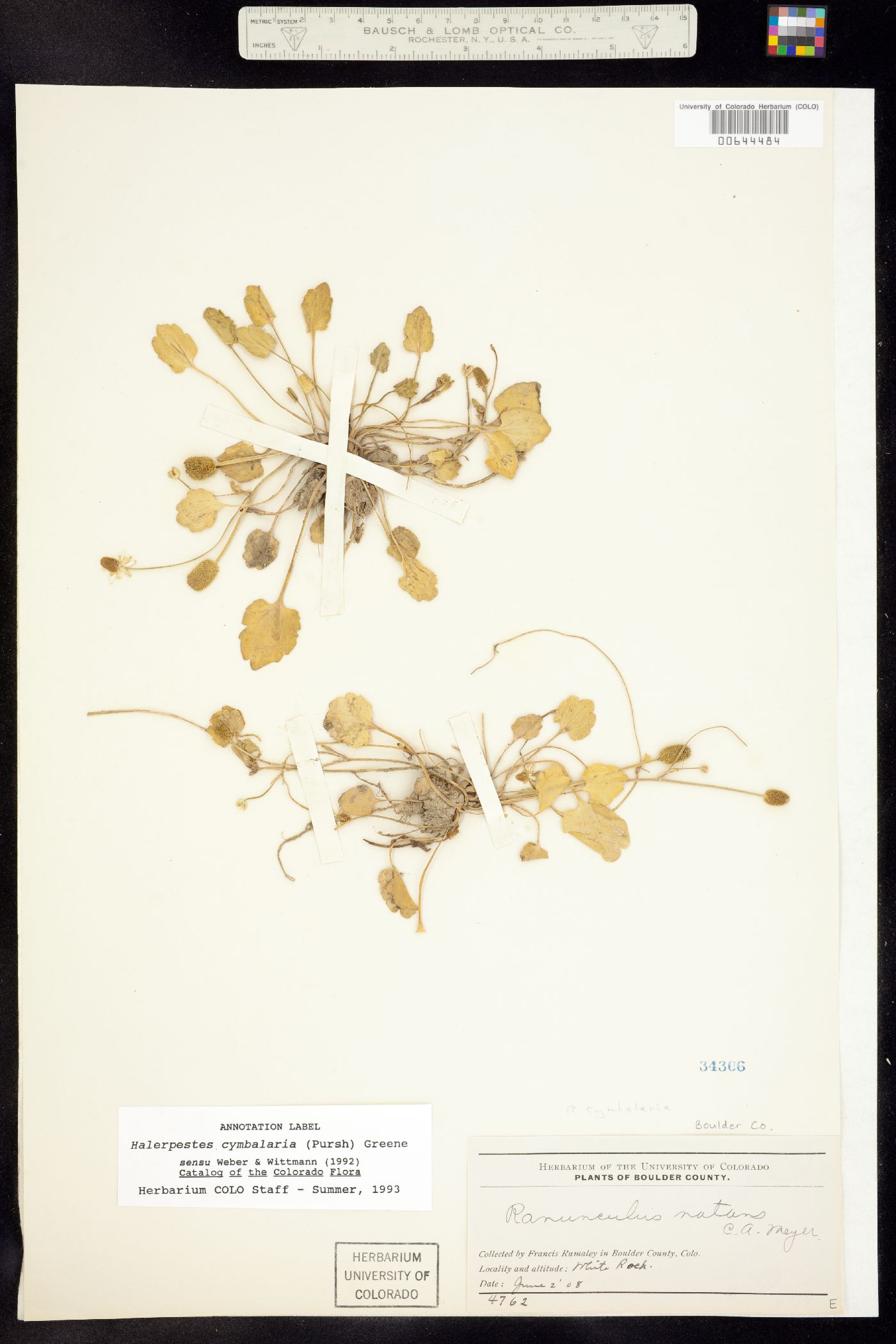 Ranunculus cymbalaria image