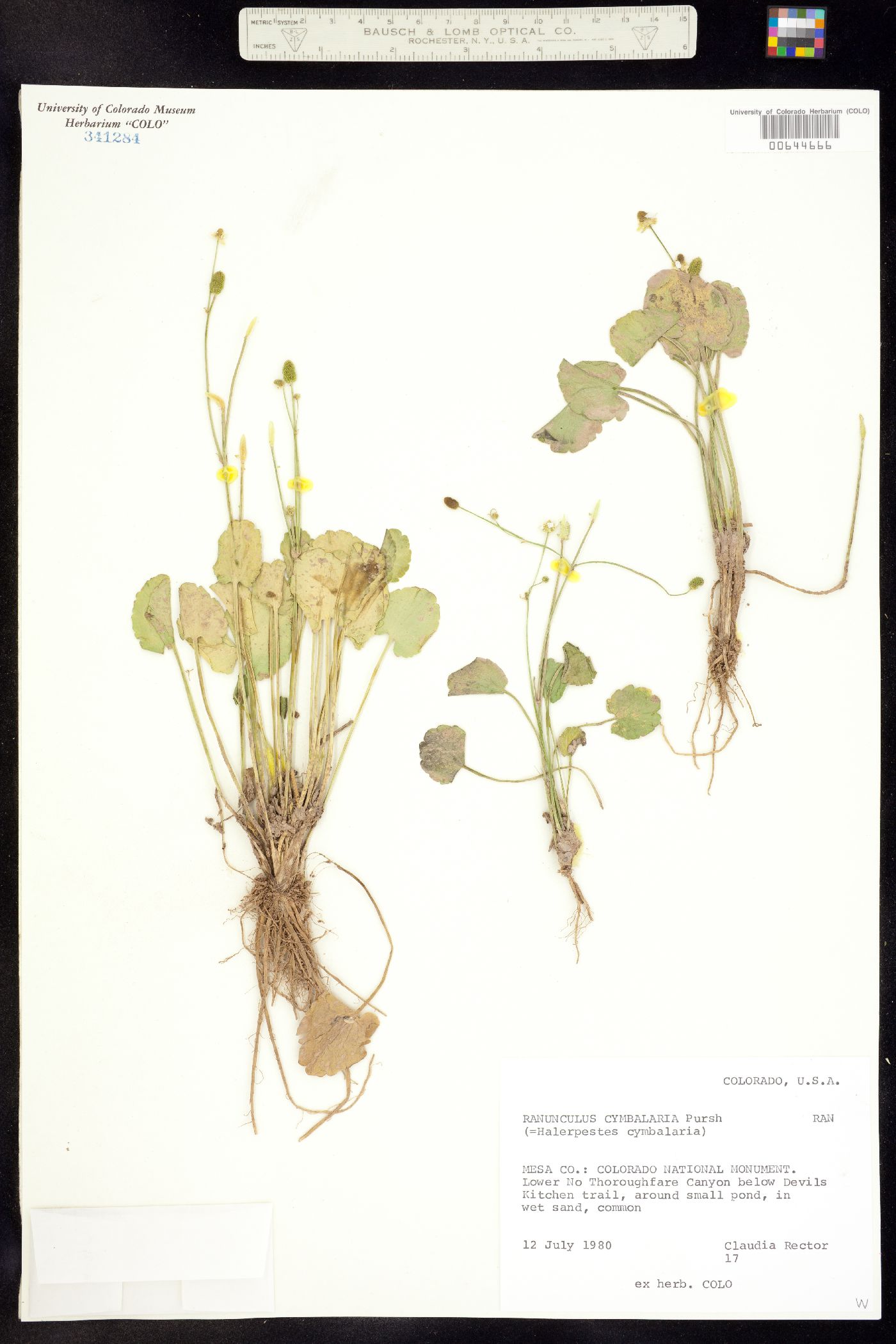 Ranunculus cymbalaria image
