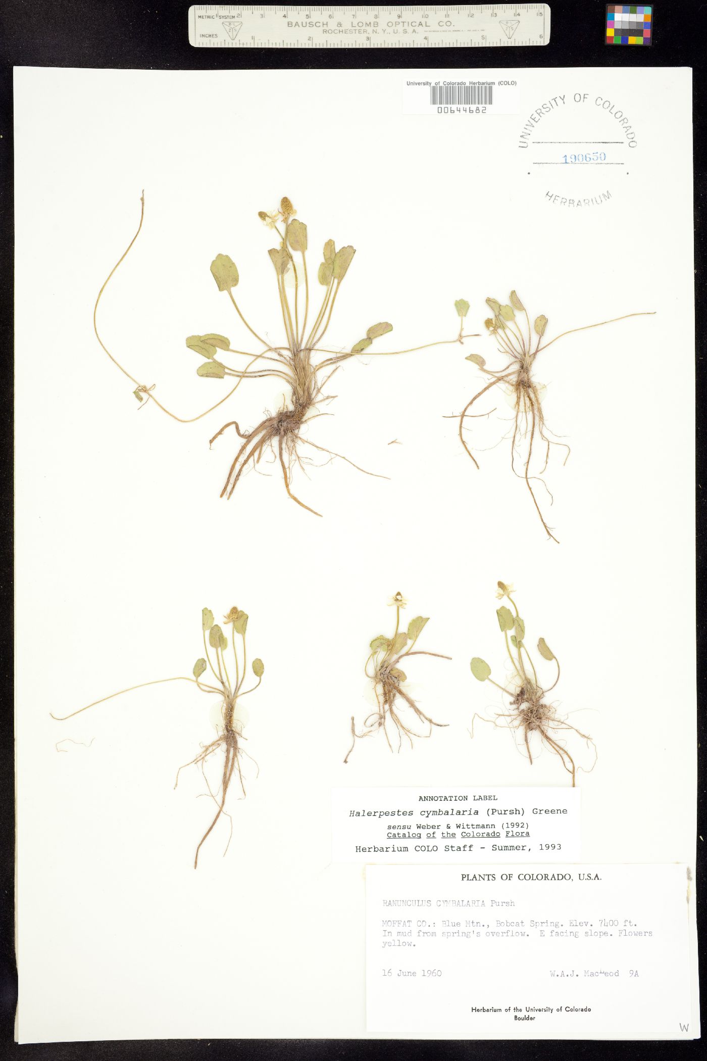 Halerpestes image
