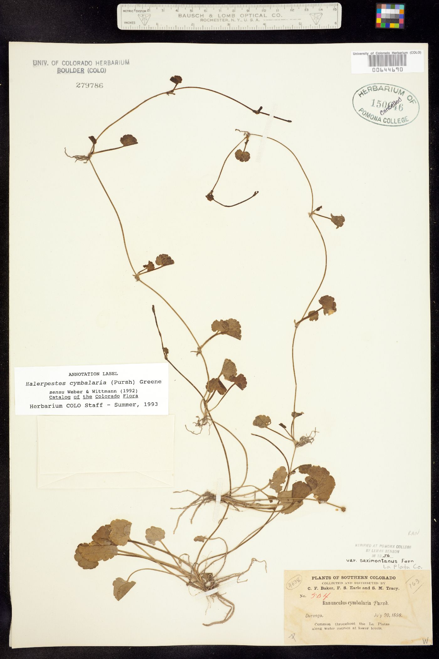 Ranunculus cymbalaria image