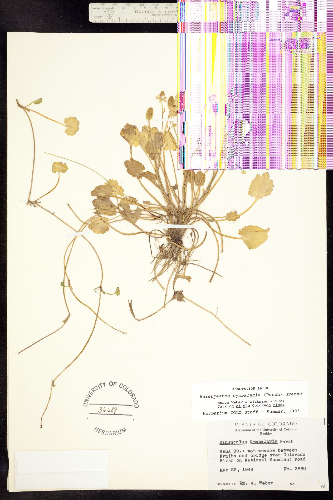 Ranunculus cymbalaria image