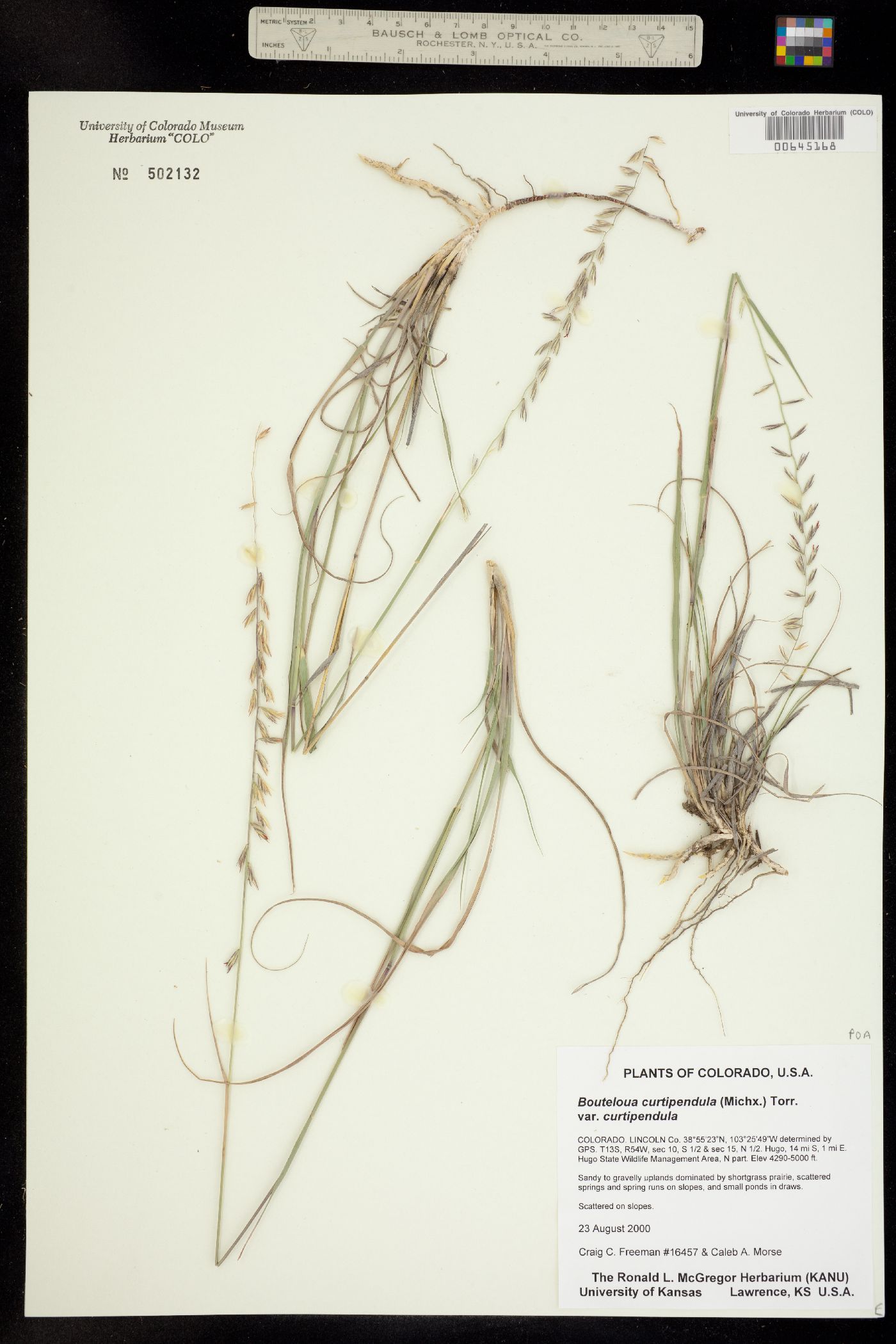 Bouteloua curtipendula image