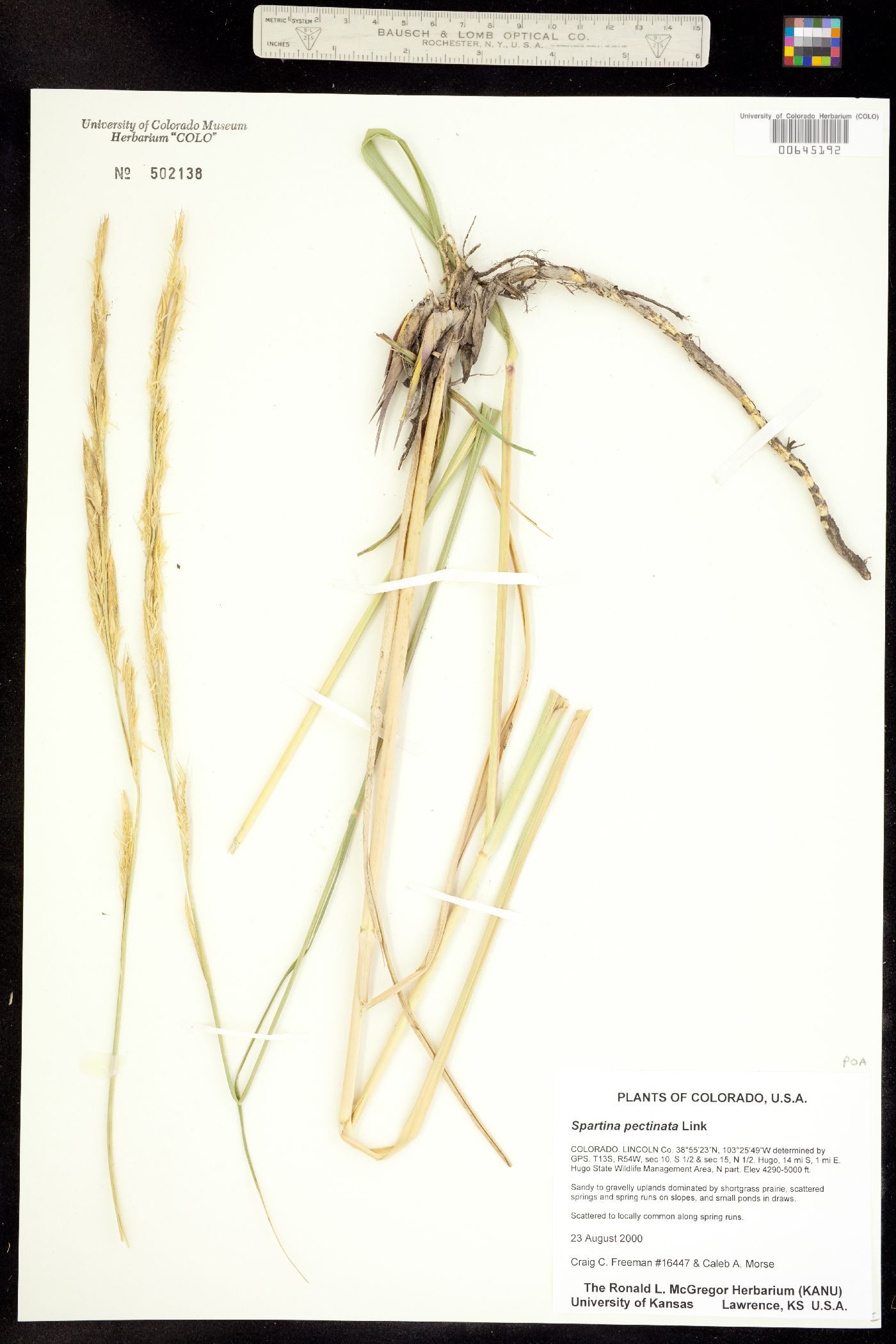 Spartina pectinata image