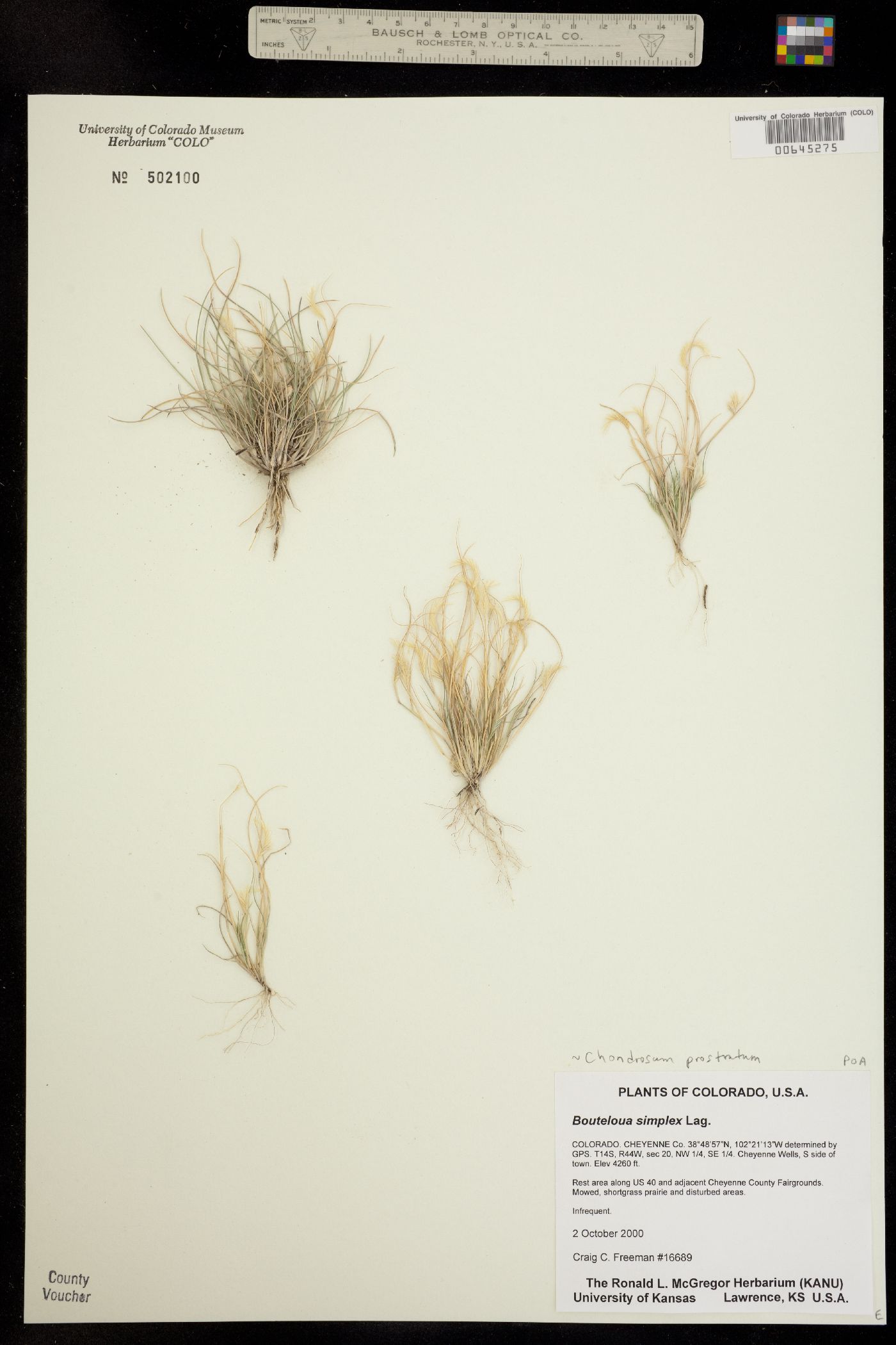Chondrosum prostratum image