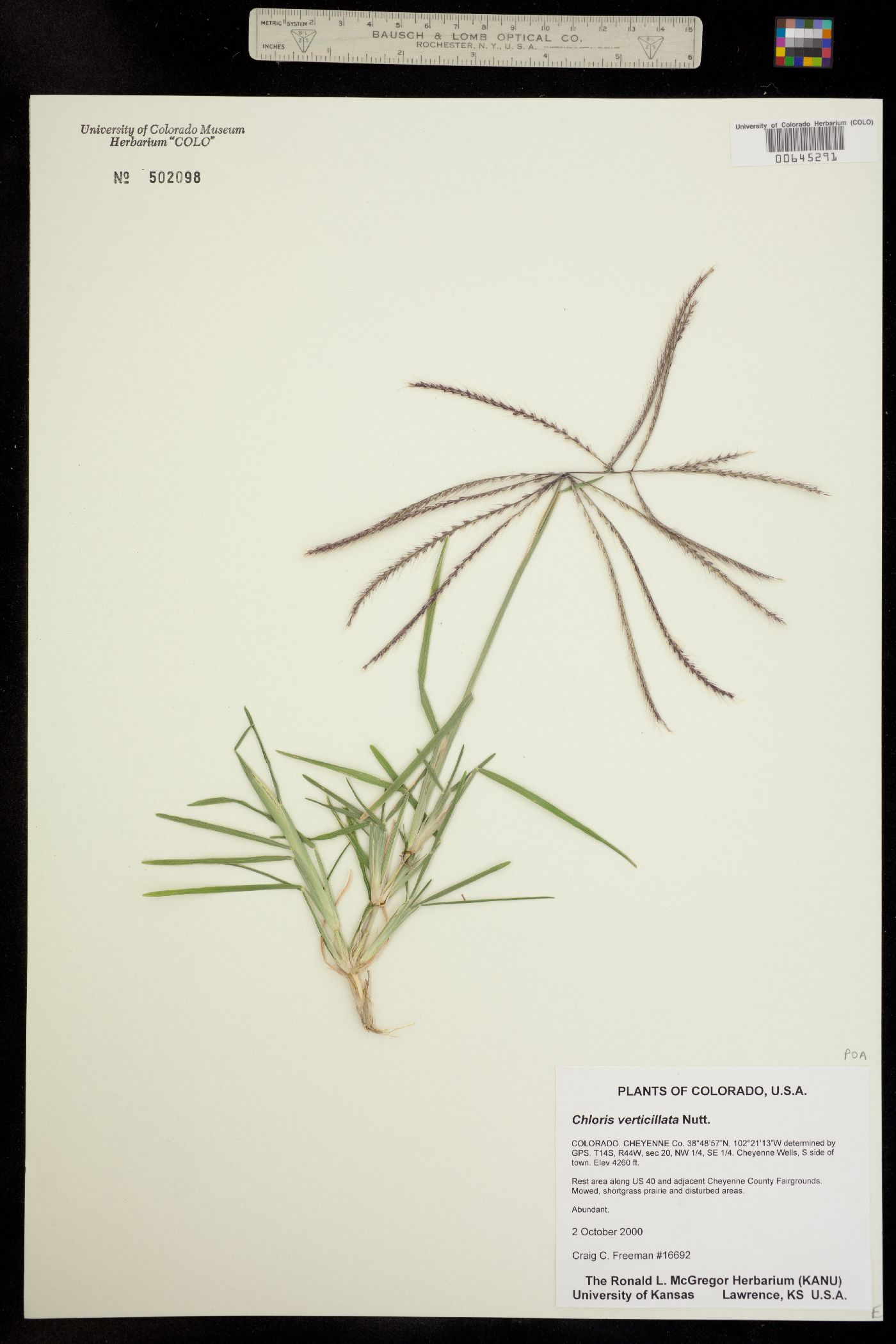 Chloris verticillata image