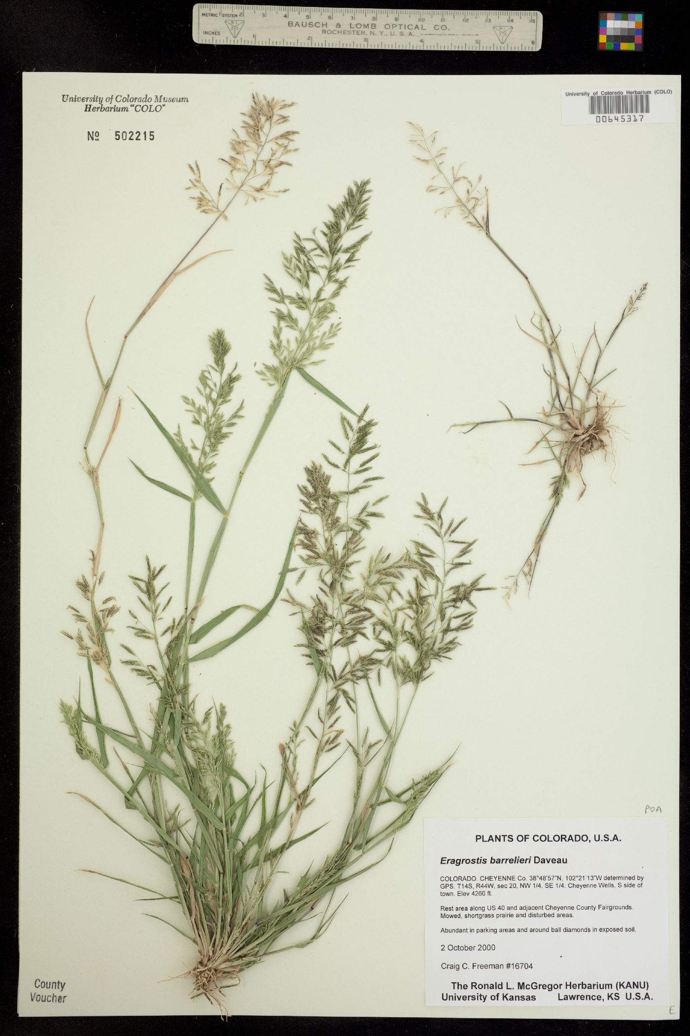 Eragrostis barrelieri image