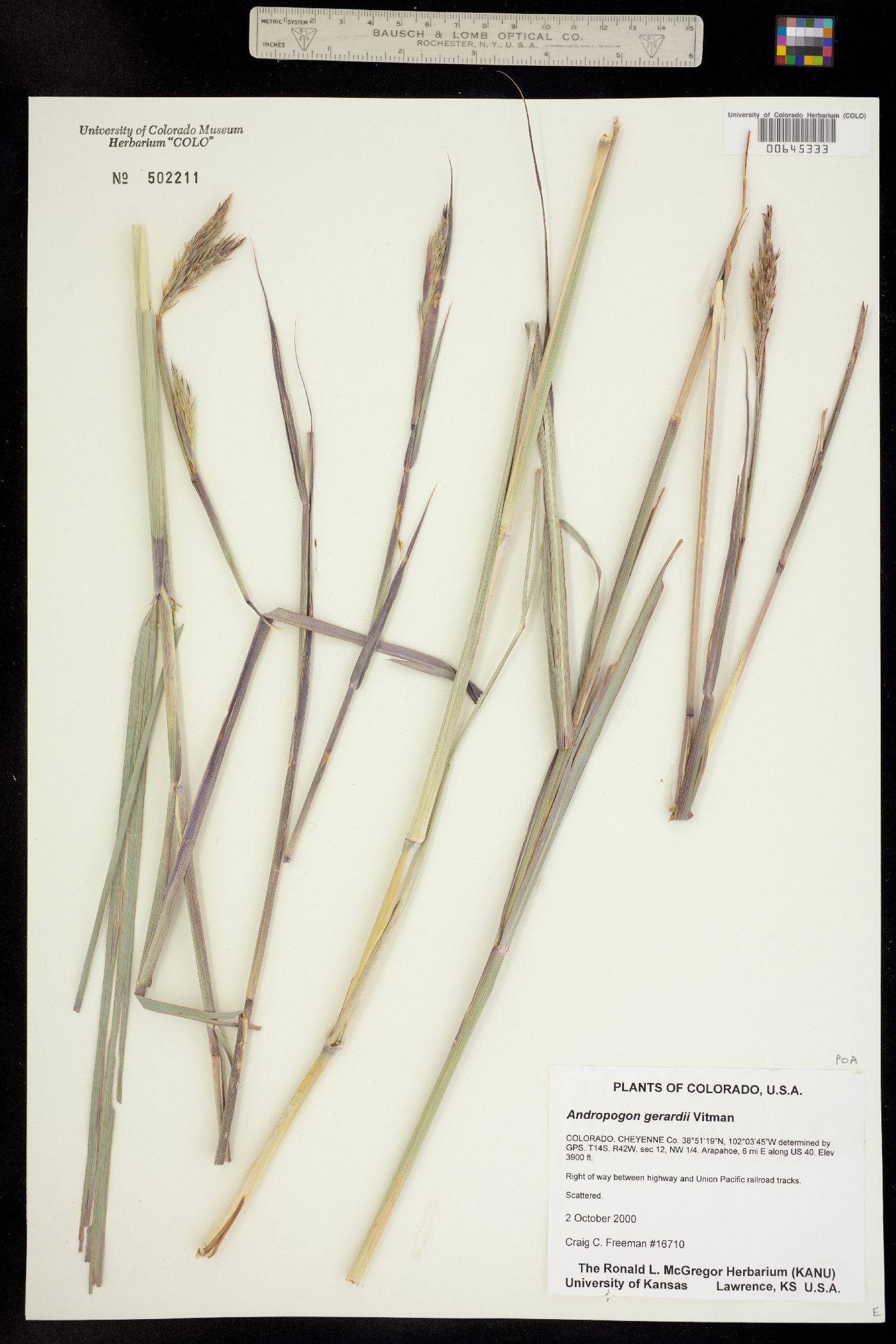 Andropogon gerardii image
