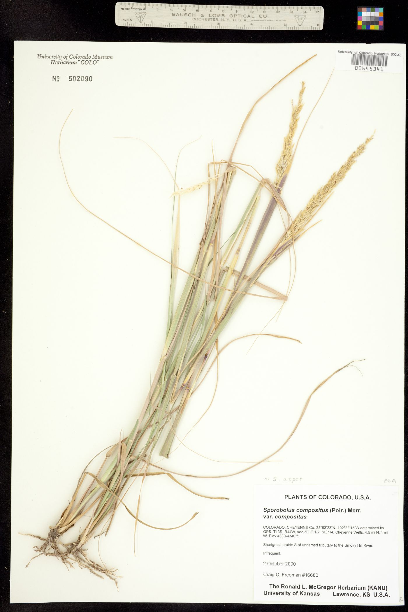 Sporobolus compositus image