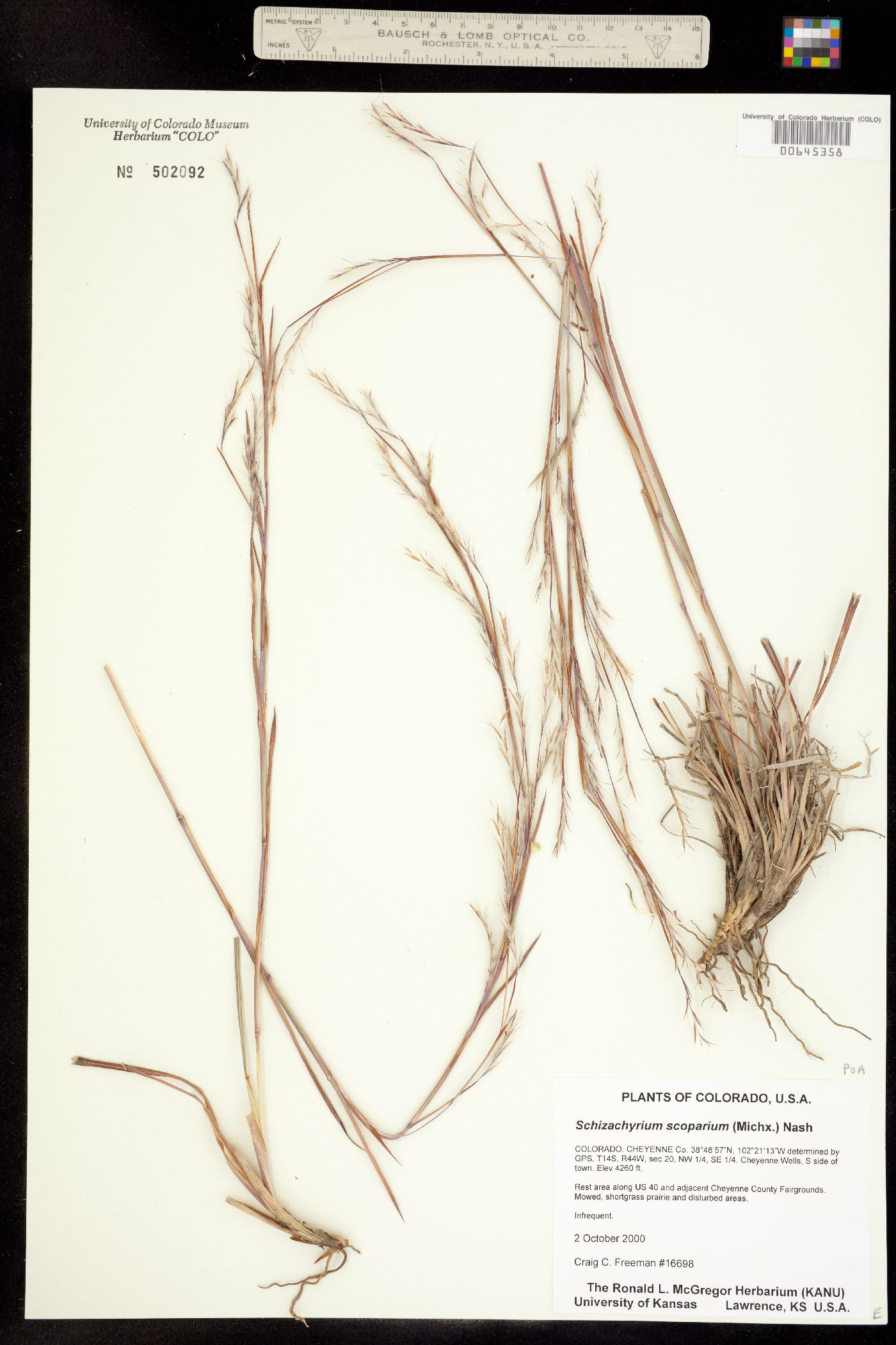 Schizachyrium scoparium image