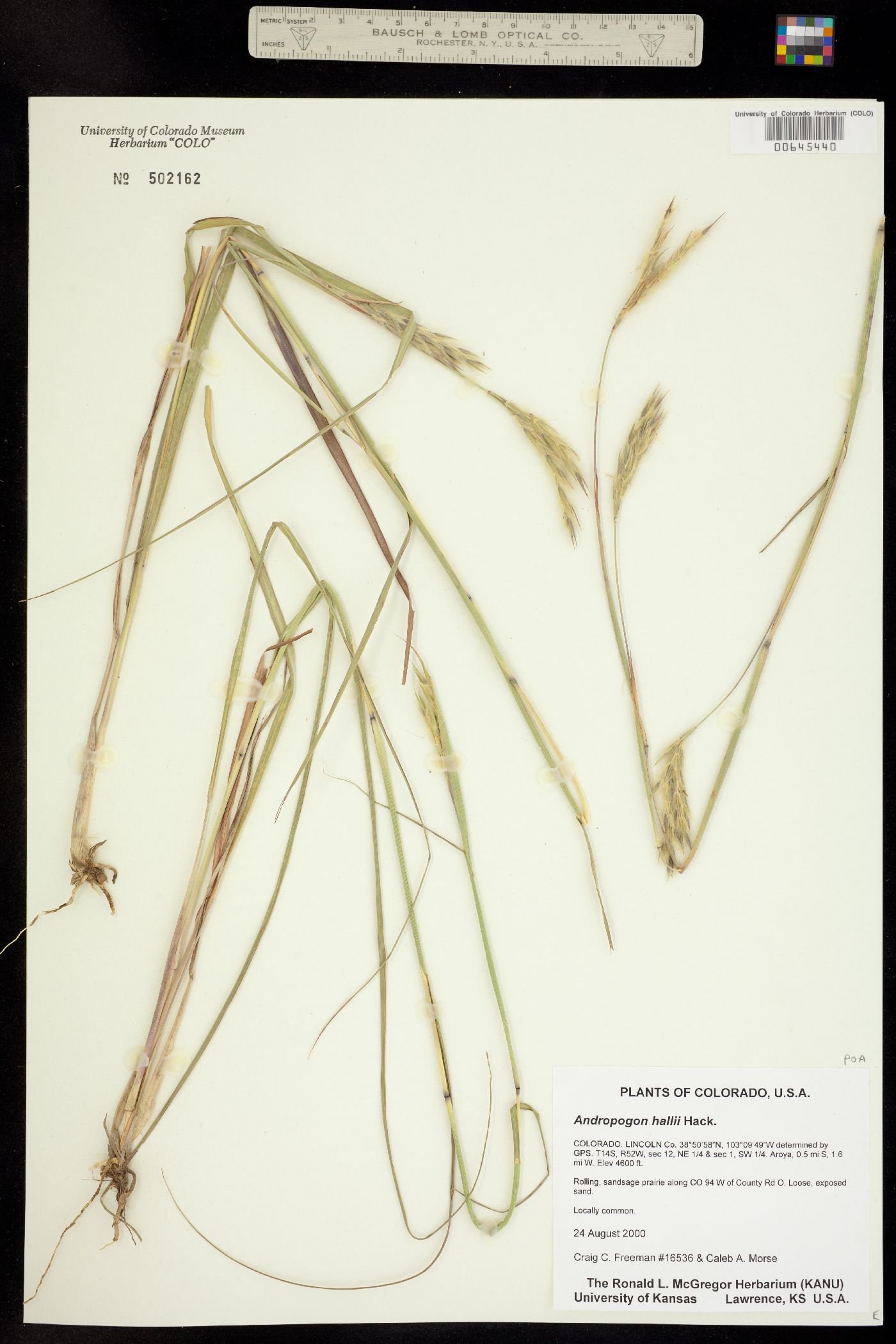 Andropogon gerardii ssp. hallii image