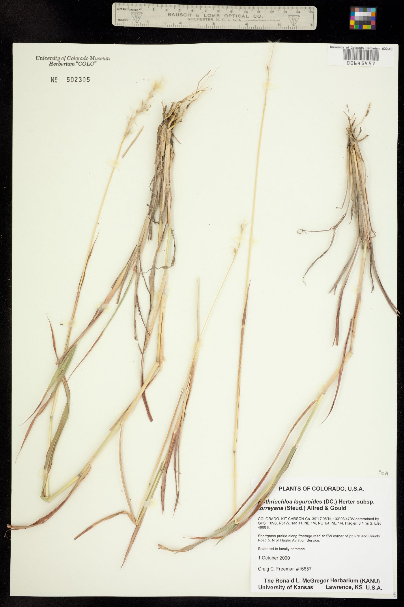 Bothriochloa laguroides image