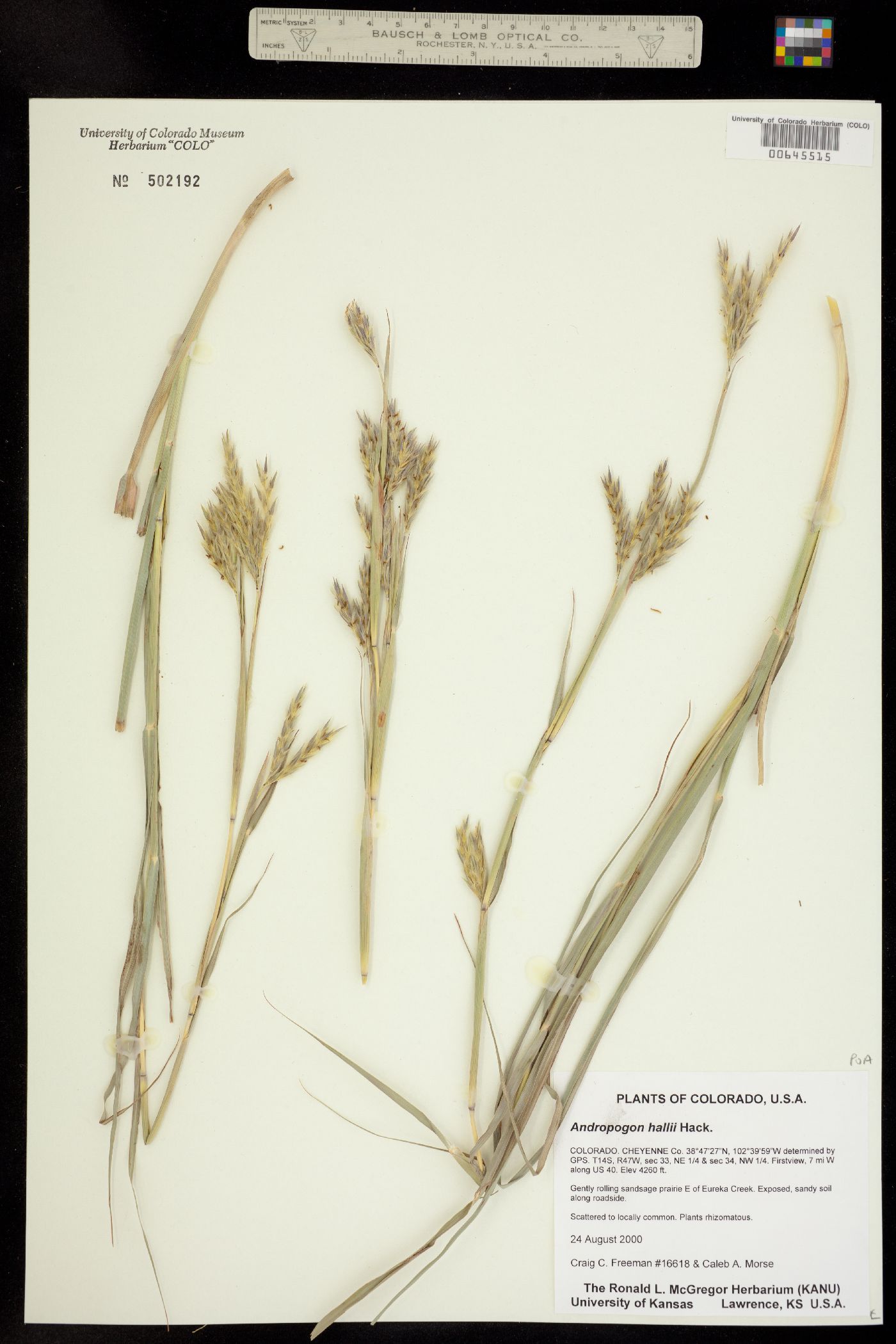 Andropogon gerardii ssp. hallii image