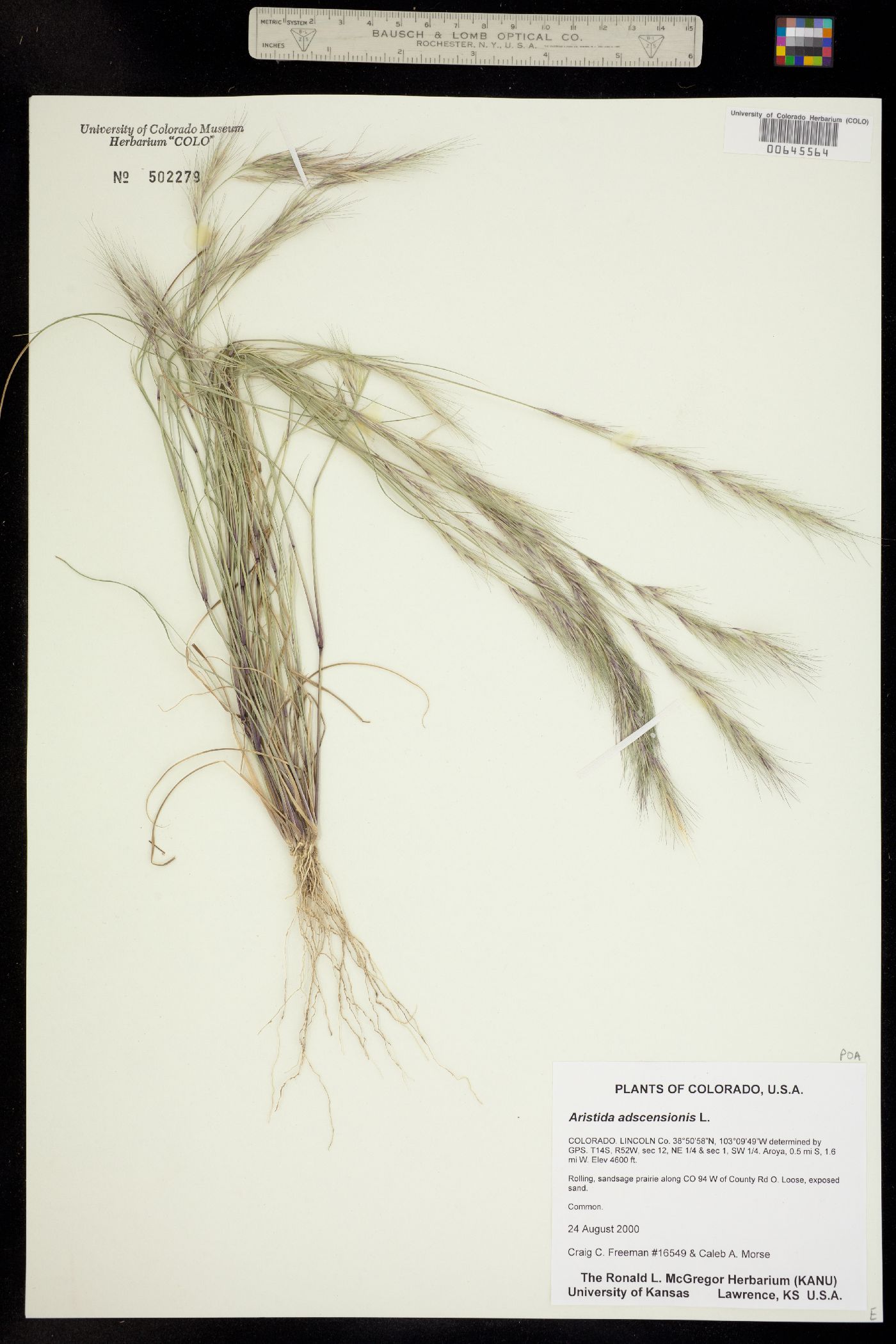 Aristida adscensionis image