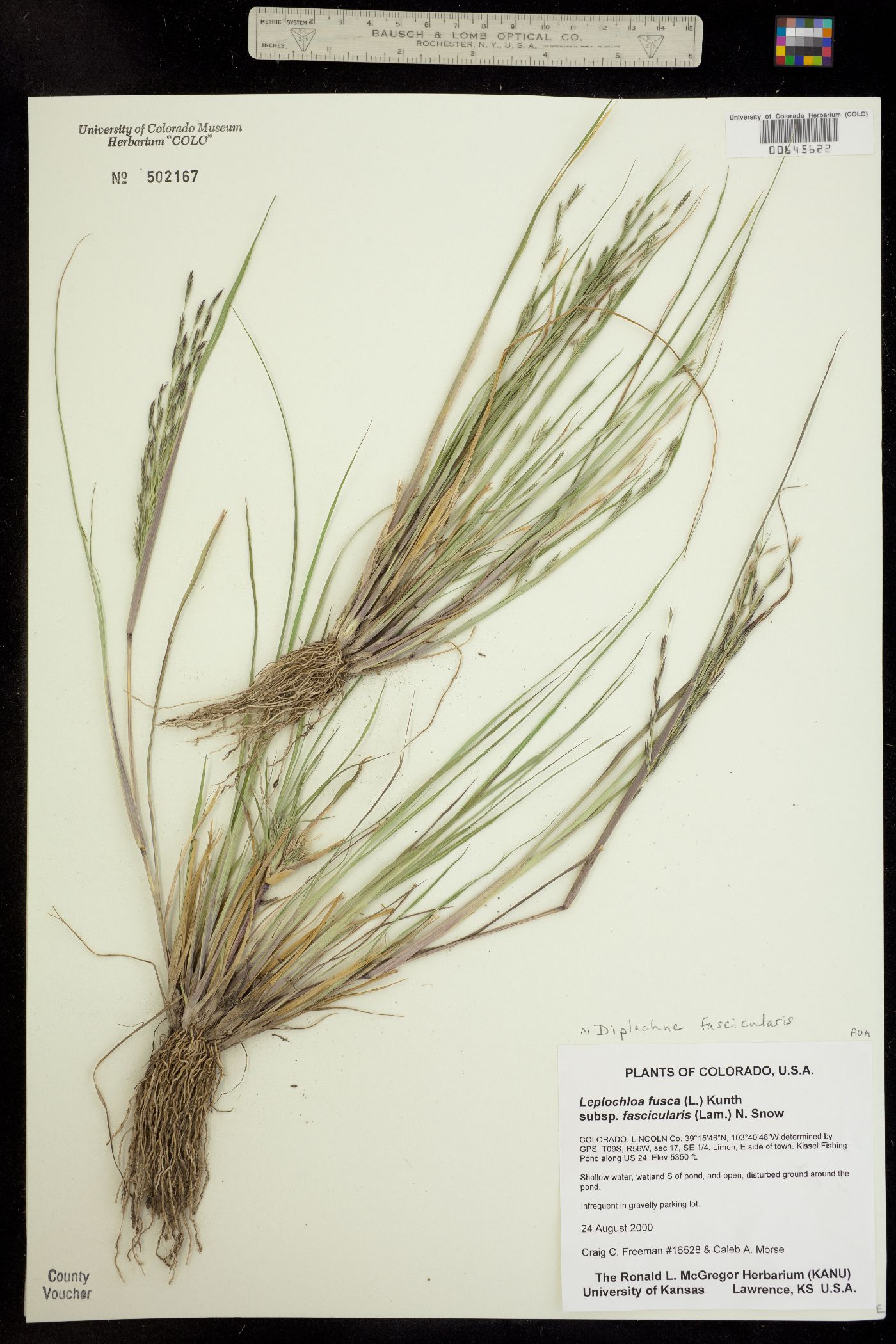 Leptochloa fusca ssp. fascicularis image