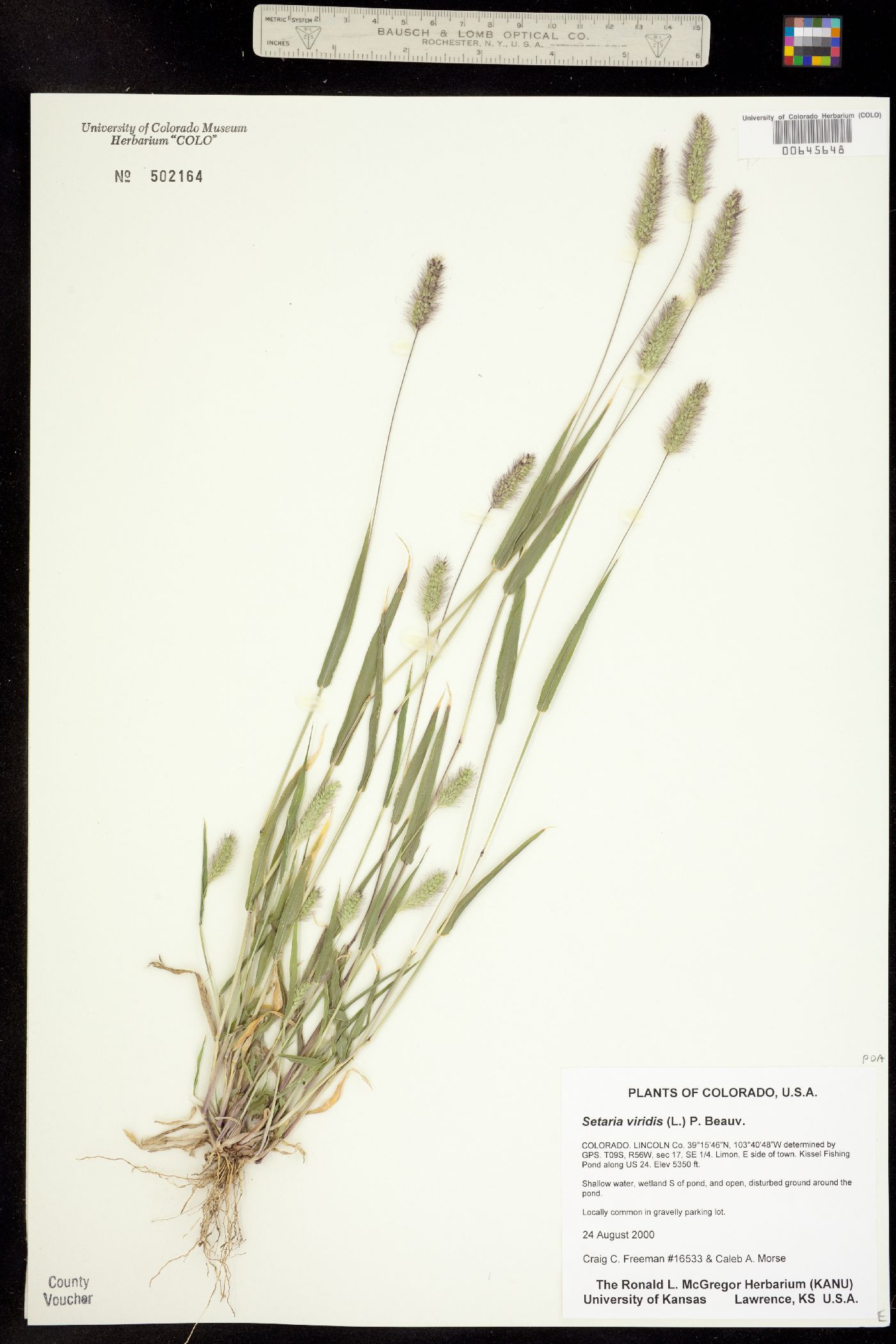 Setaria viridis image