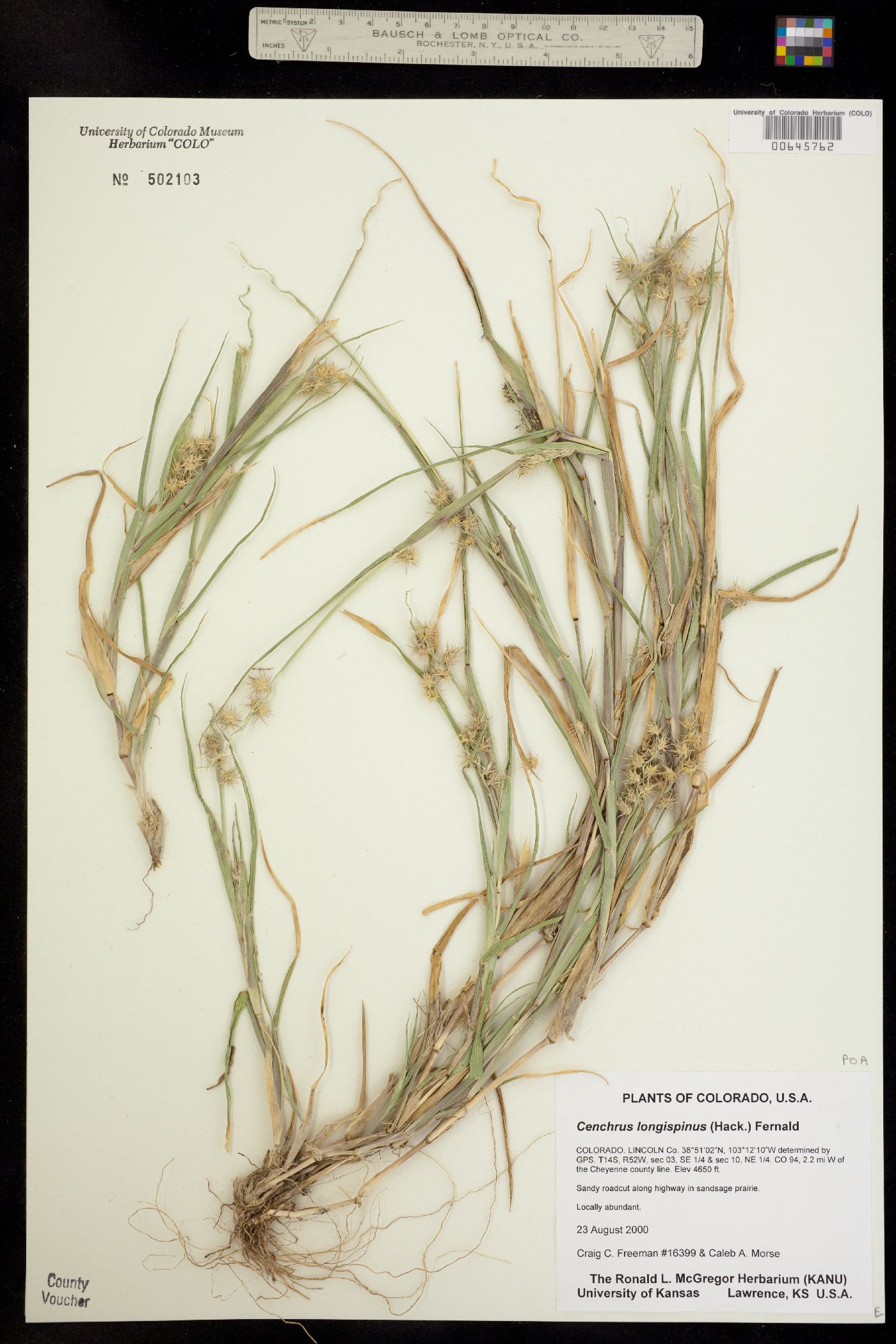 Cenchrus longispinus image