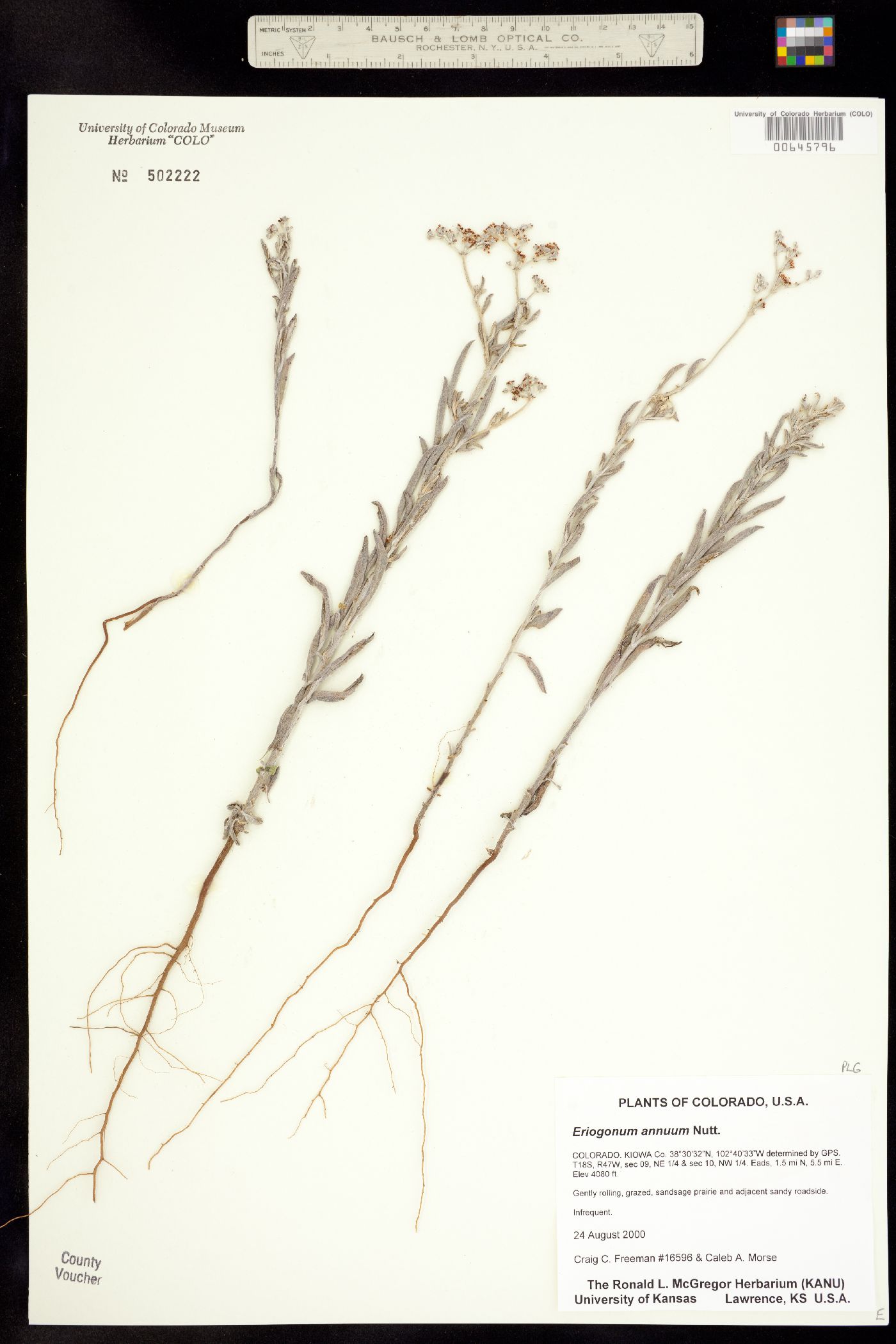 Eriogonum annuum image