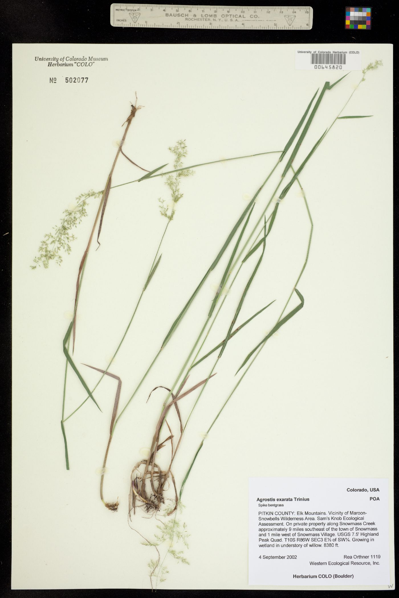 Agrostis image