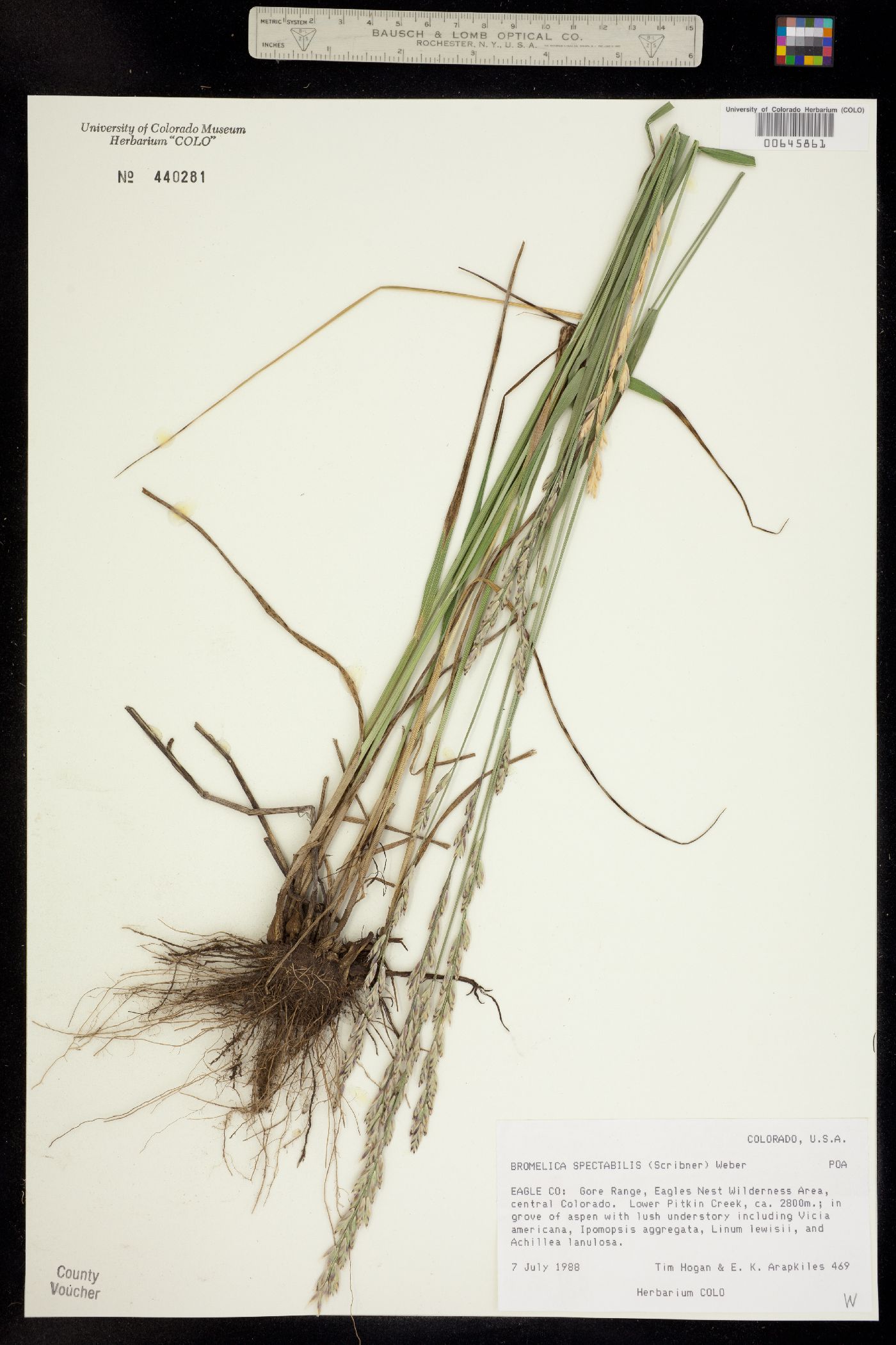 Melica spectabilis image